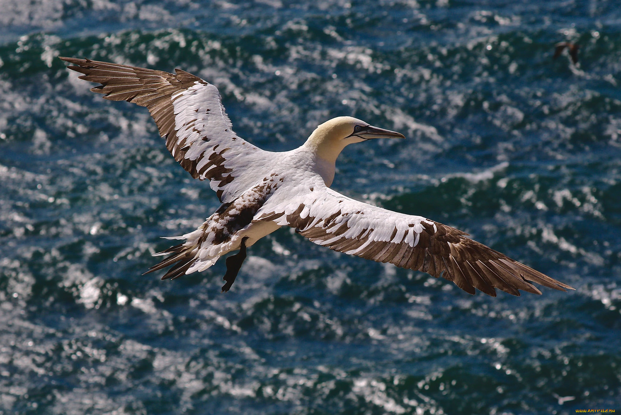 животные, олуши, море, птицы, полёт, олуша