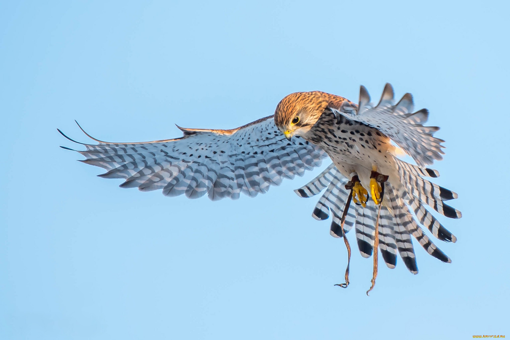 животные, птицы, -, хищники, пустельга, хищник, крылья, птицы