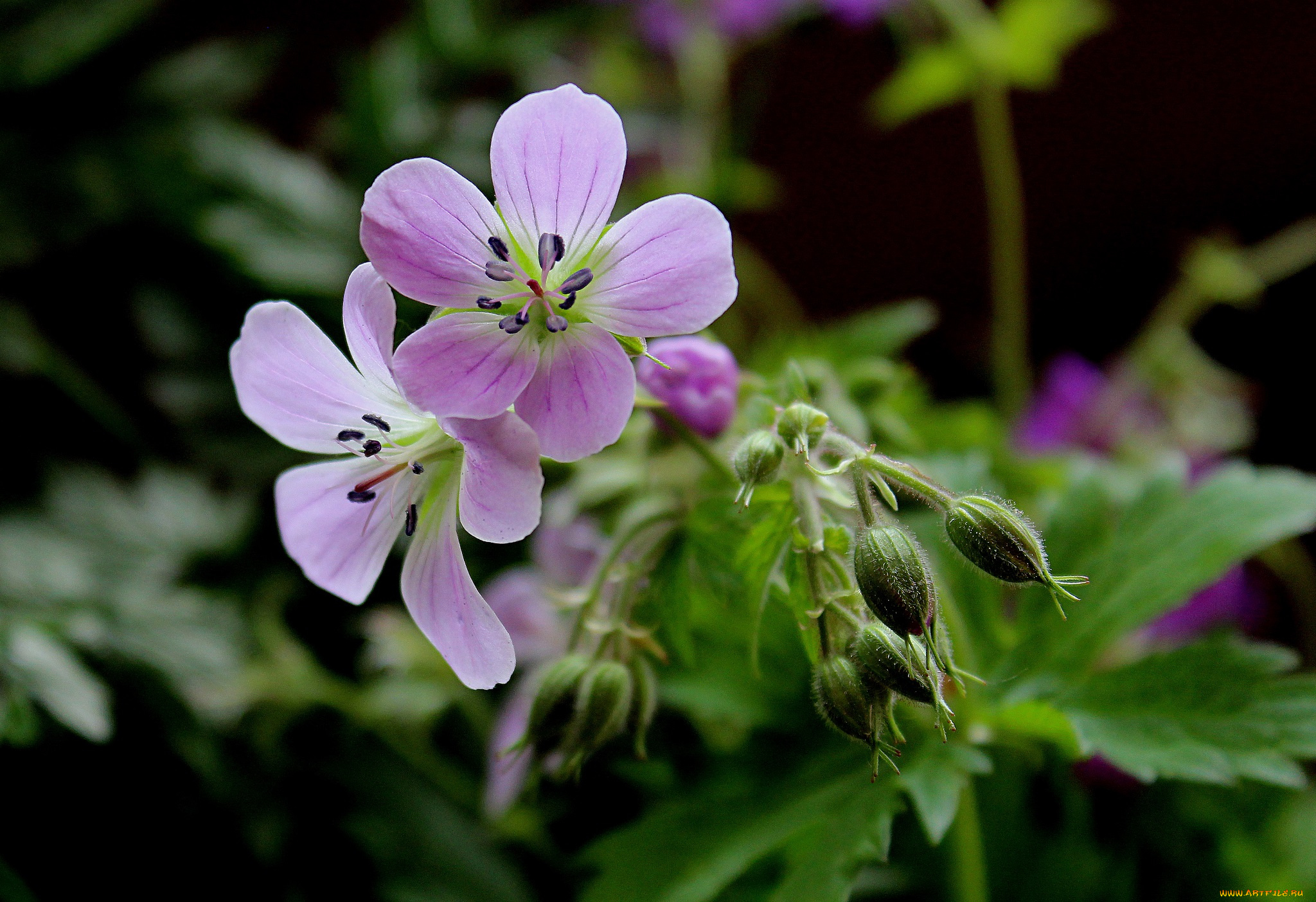 цветы, герань, полевые, флора, растения