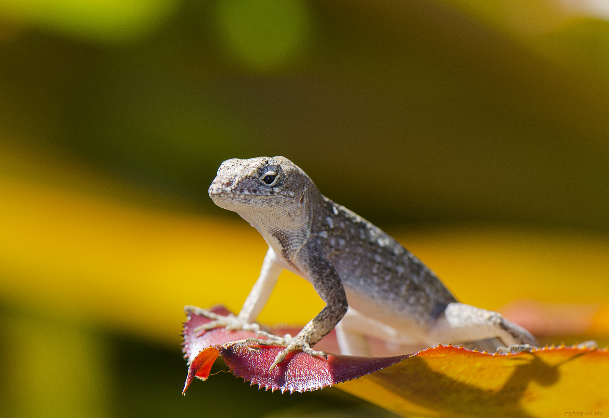 животные, Ящерицы, , игуаны, , вараны, ящерица, камень, окрас