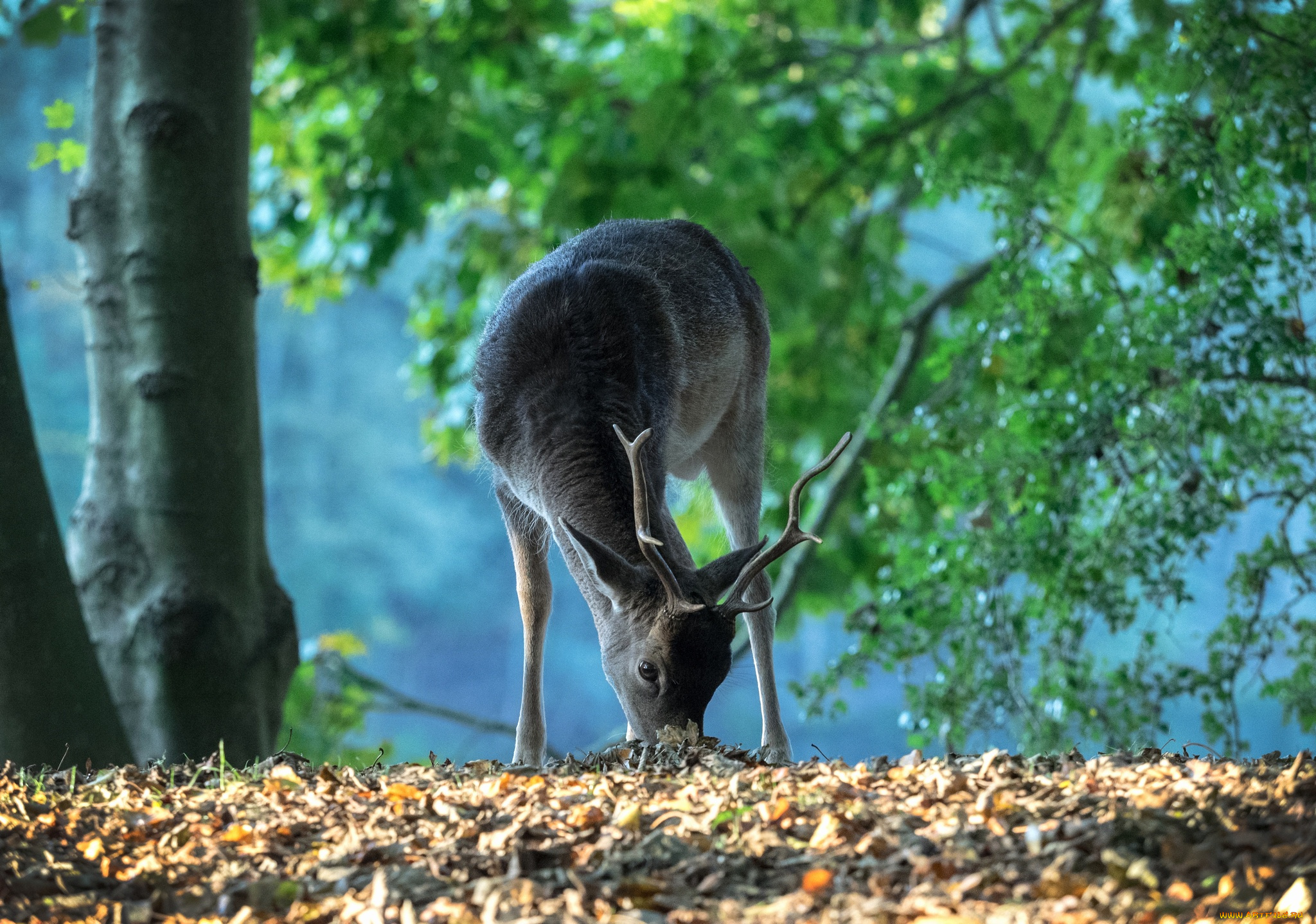 животные, олени, олень, лес, рога
