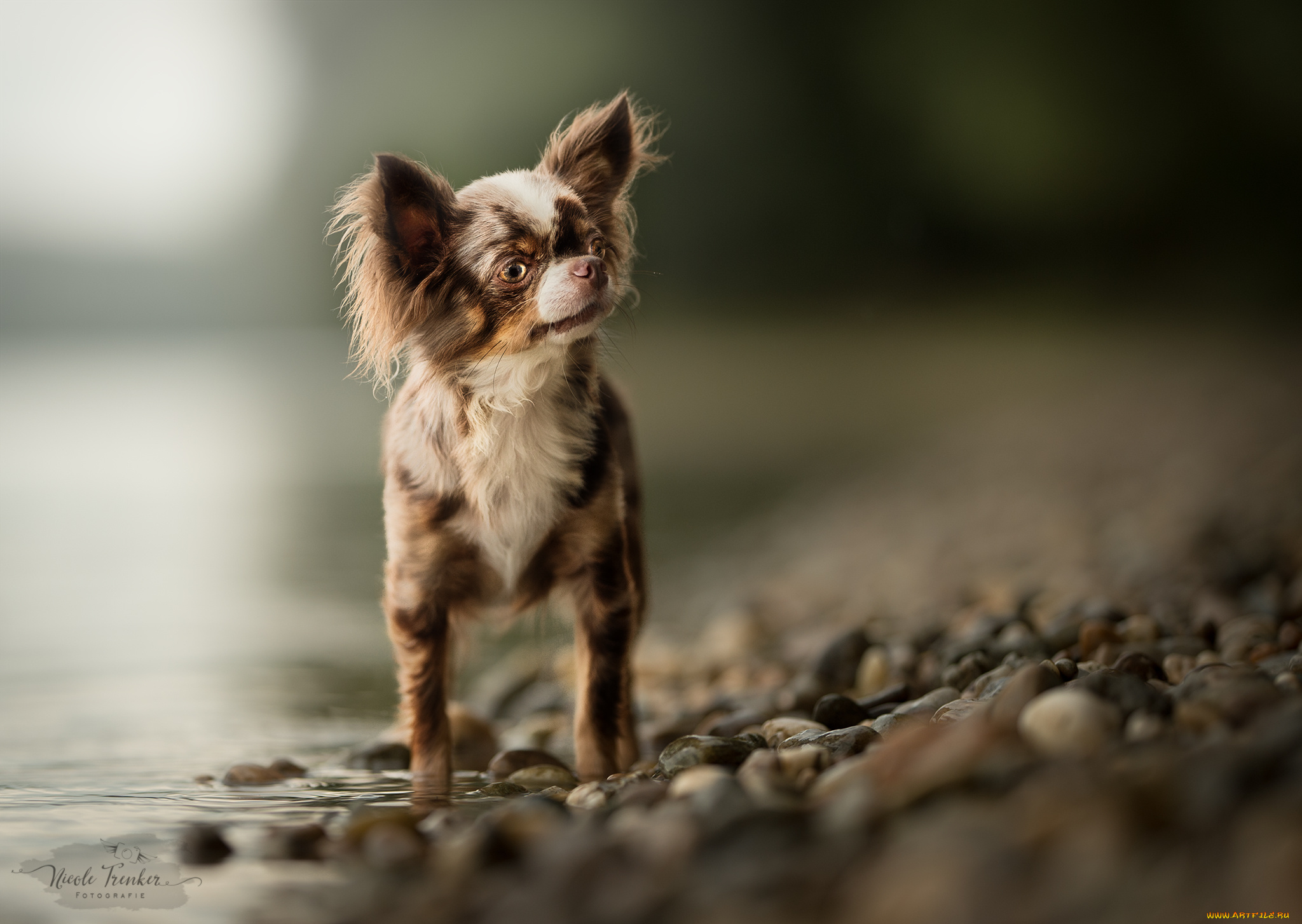 животные, собаки, животное, порода, шерсть, окрас, собака