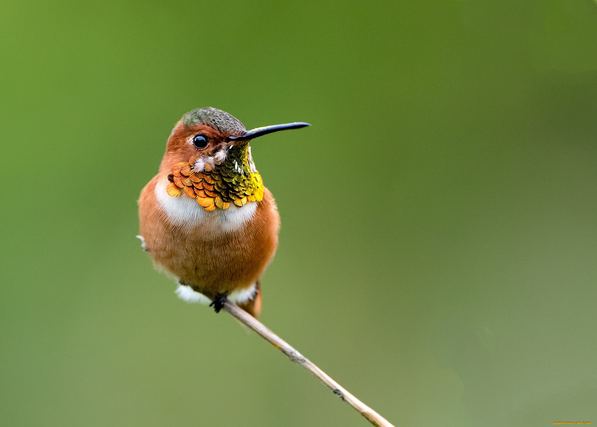 животные, колибри, ветка, птицы