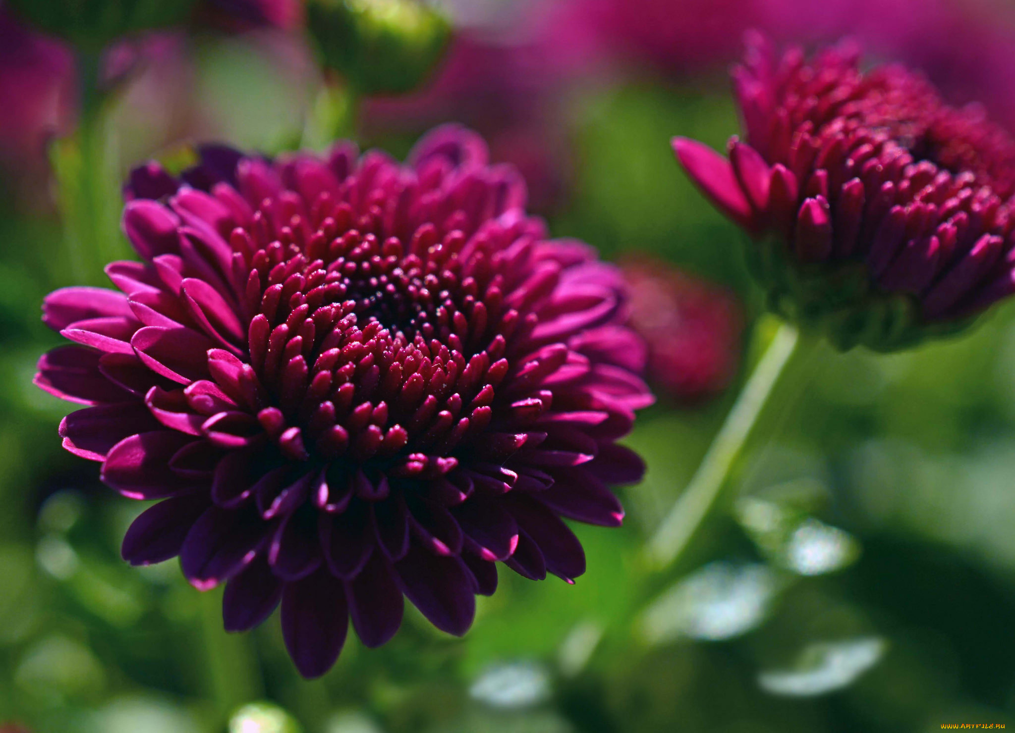 цветы, хризантемы, лепестки, цветки