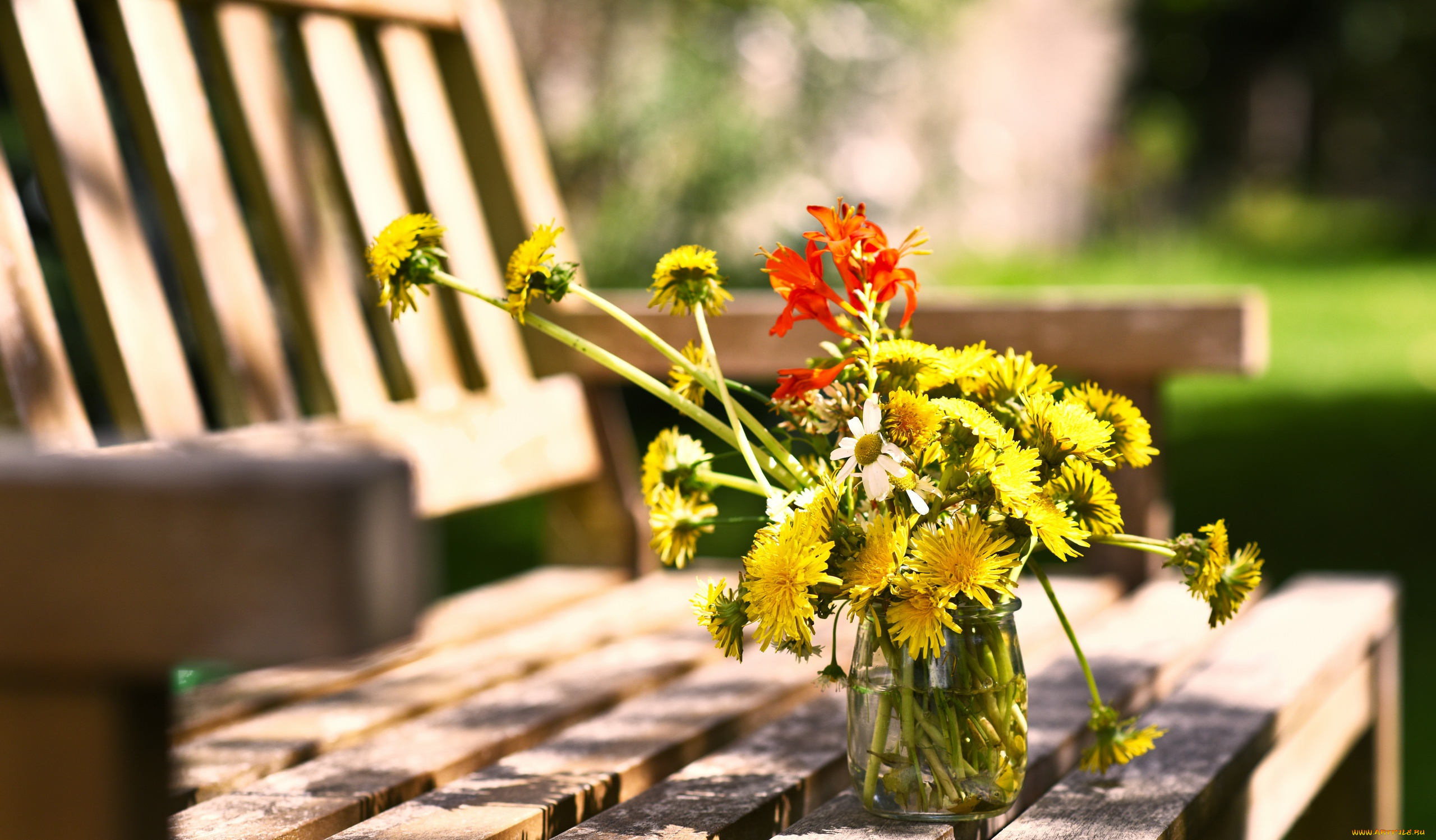 цветы, одуванчики, лето, банка