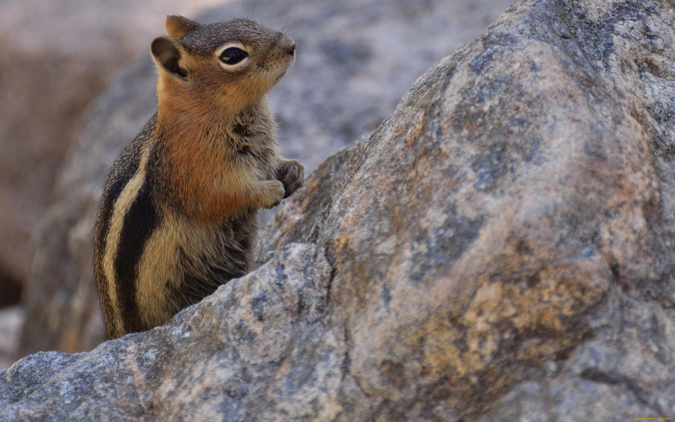 животные, бурундуки, грызун, стойка, боке, бурундук
