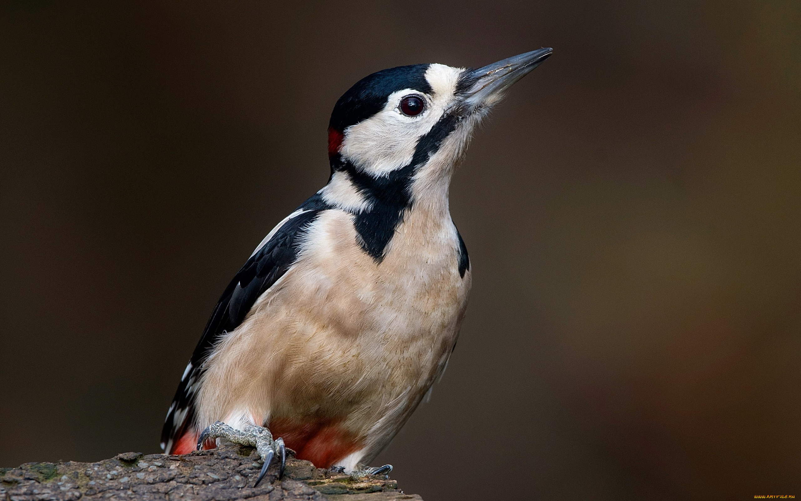 животные, дятлы, птицы, дятел, большой, пёстрый, dendrocopos, major