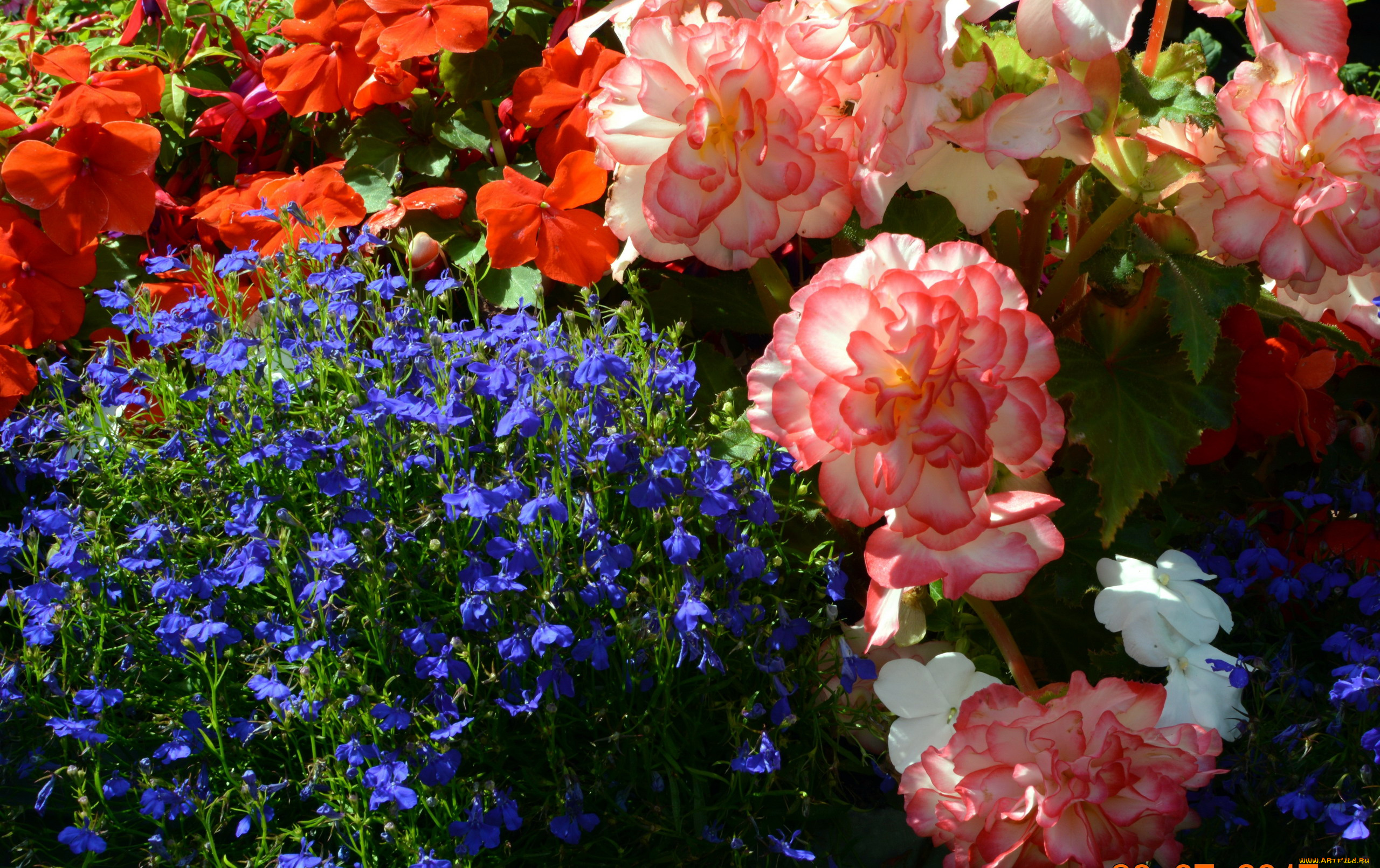 цветы, разные, вместе, лобелия, бальзамин, бегония