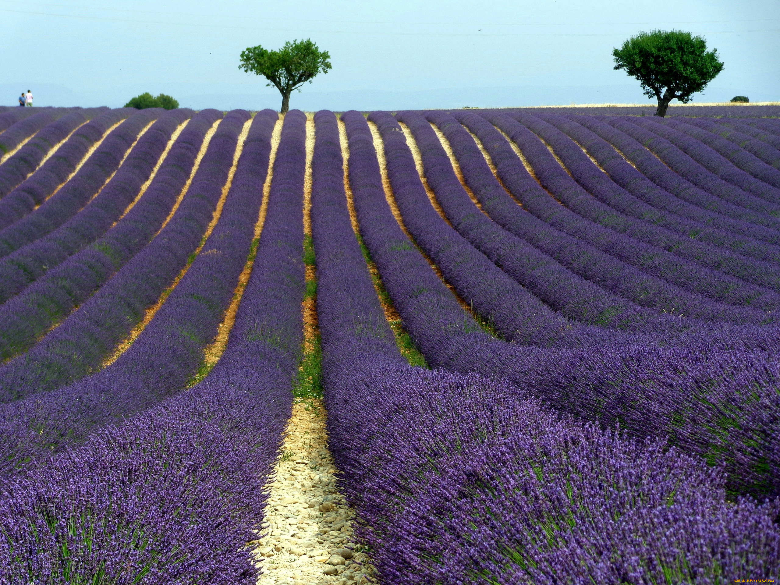 природа, поля, лаванда