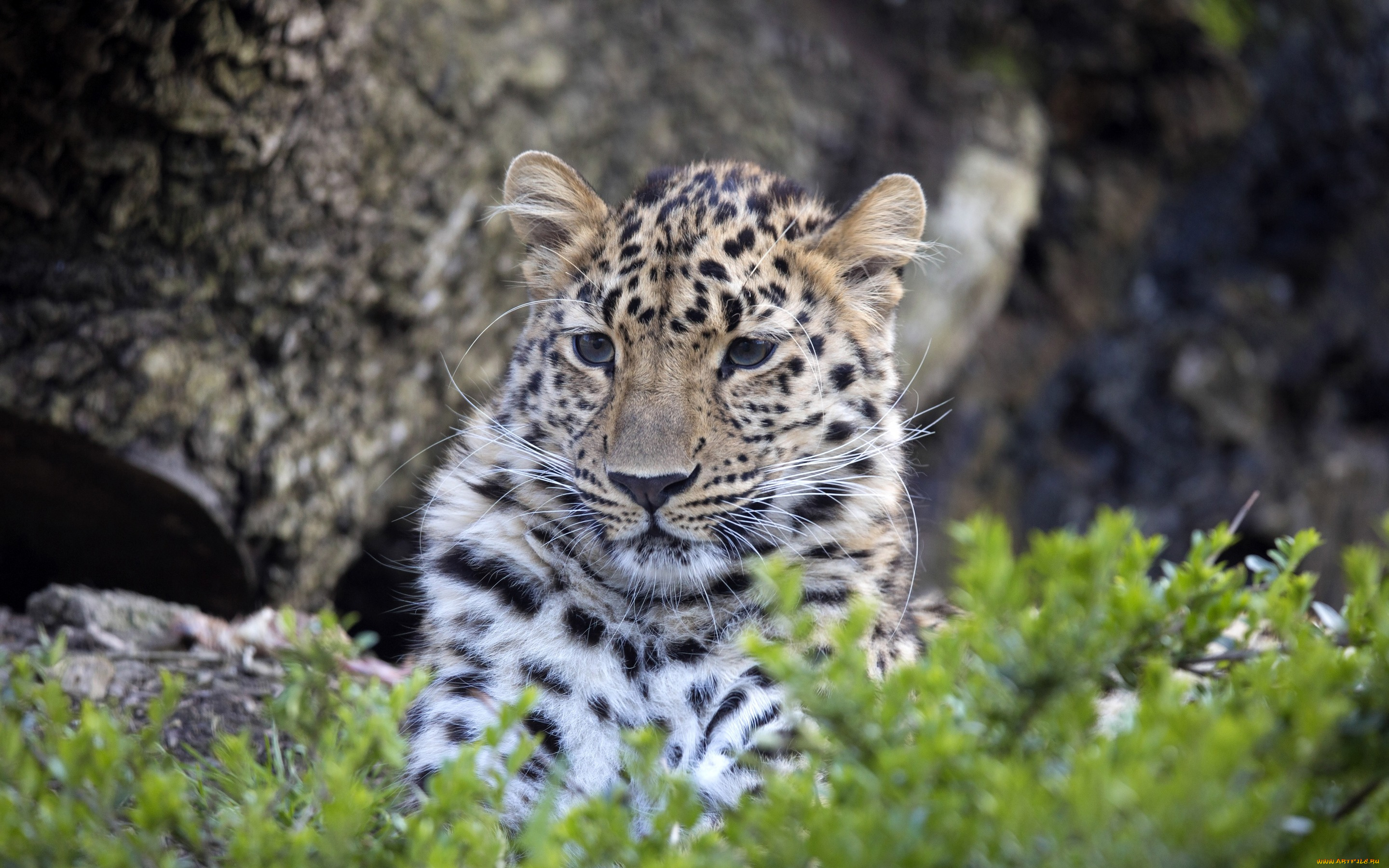 животные, леопарды, морда, леопард, большая, кошка