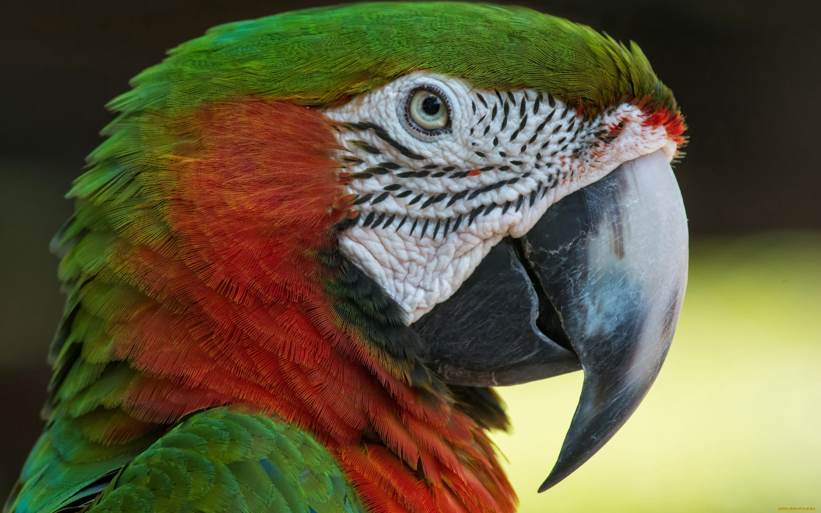 животные, попугаи, малый, солдатский, ара, птицы, попугай