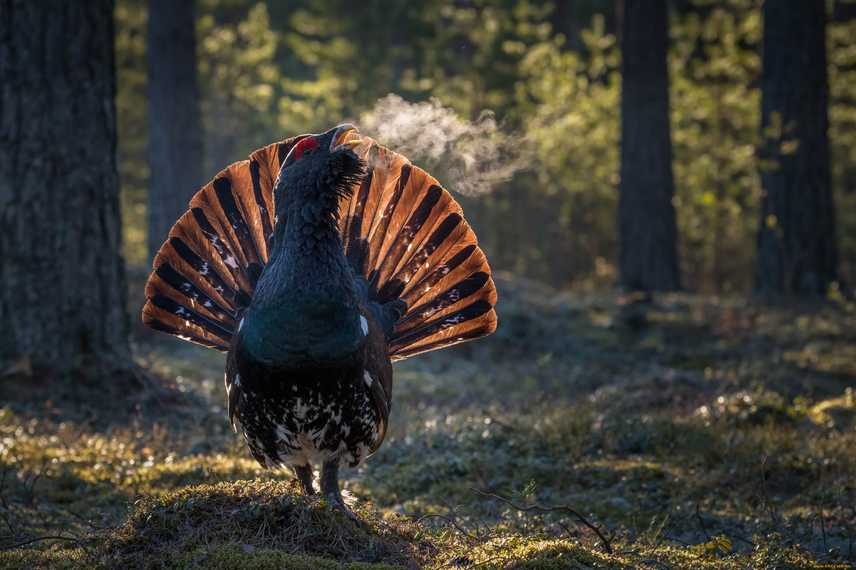 животные, глухари, , тетерева, птицы, лес, глухарь