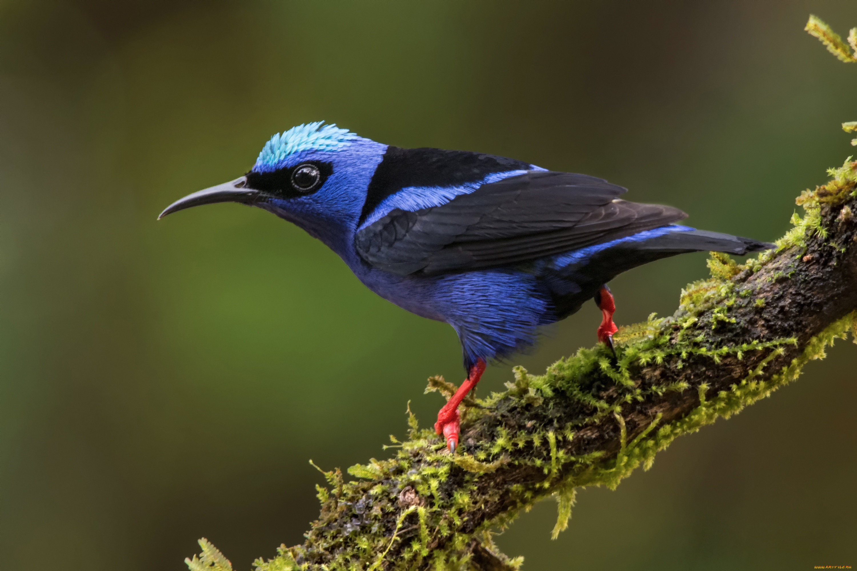 животные, птицы, бирюзовая, танагра-медосос, танагровые