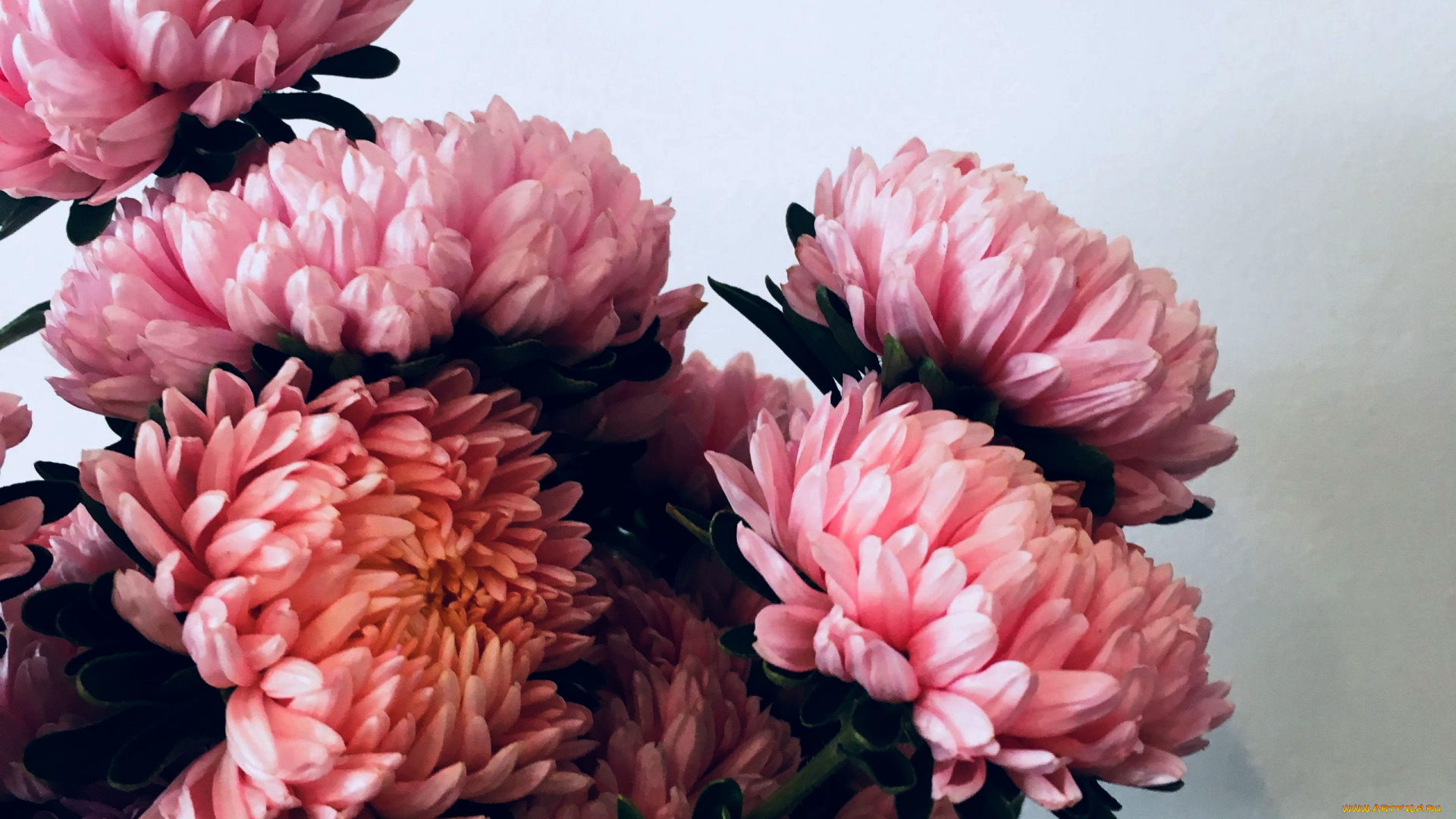 цветы, хризантемы, розовые, макро