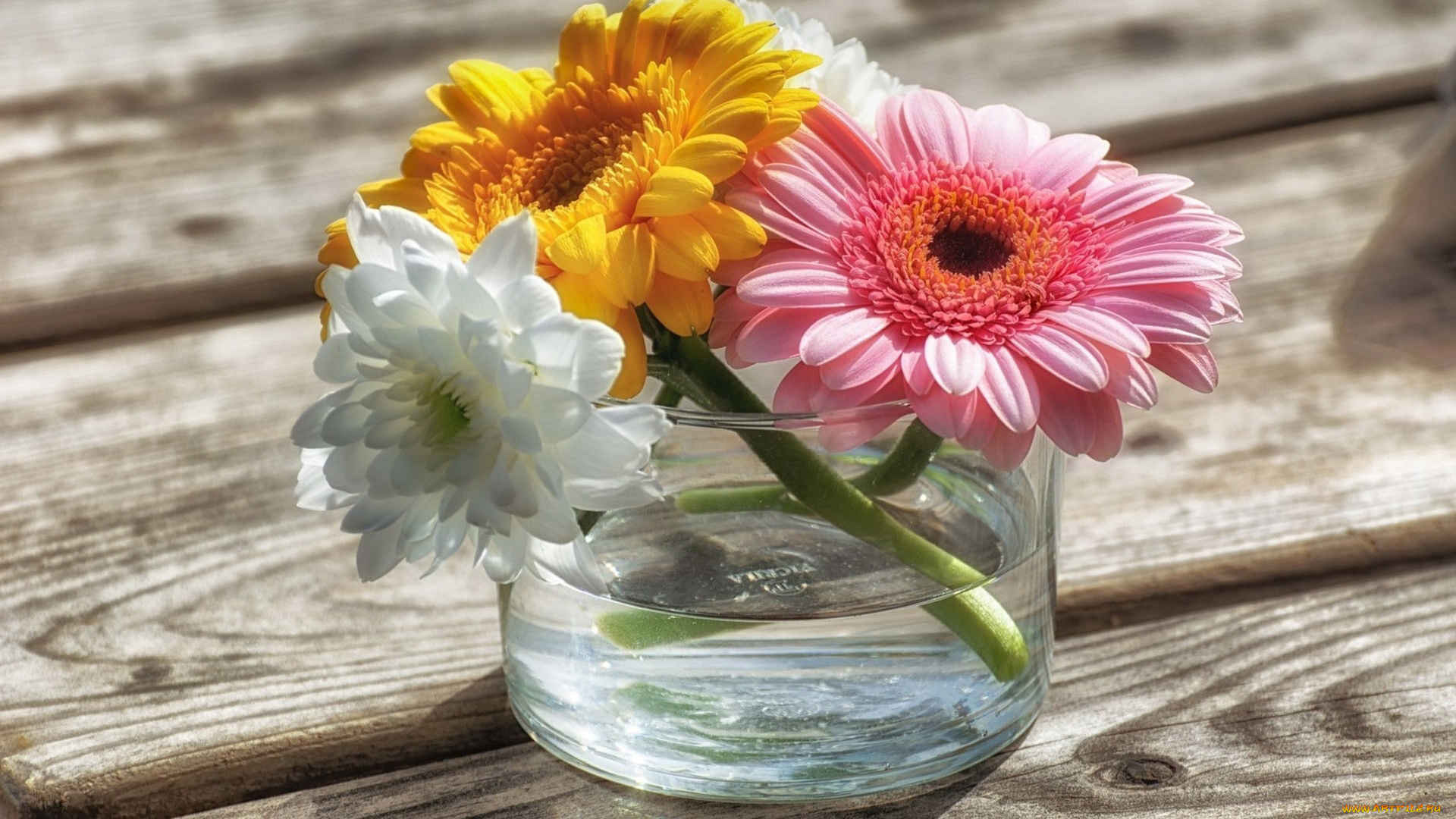 цветы, разные, вместе, герберы, хризантема