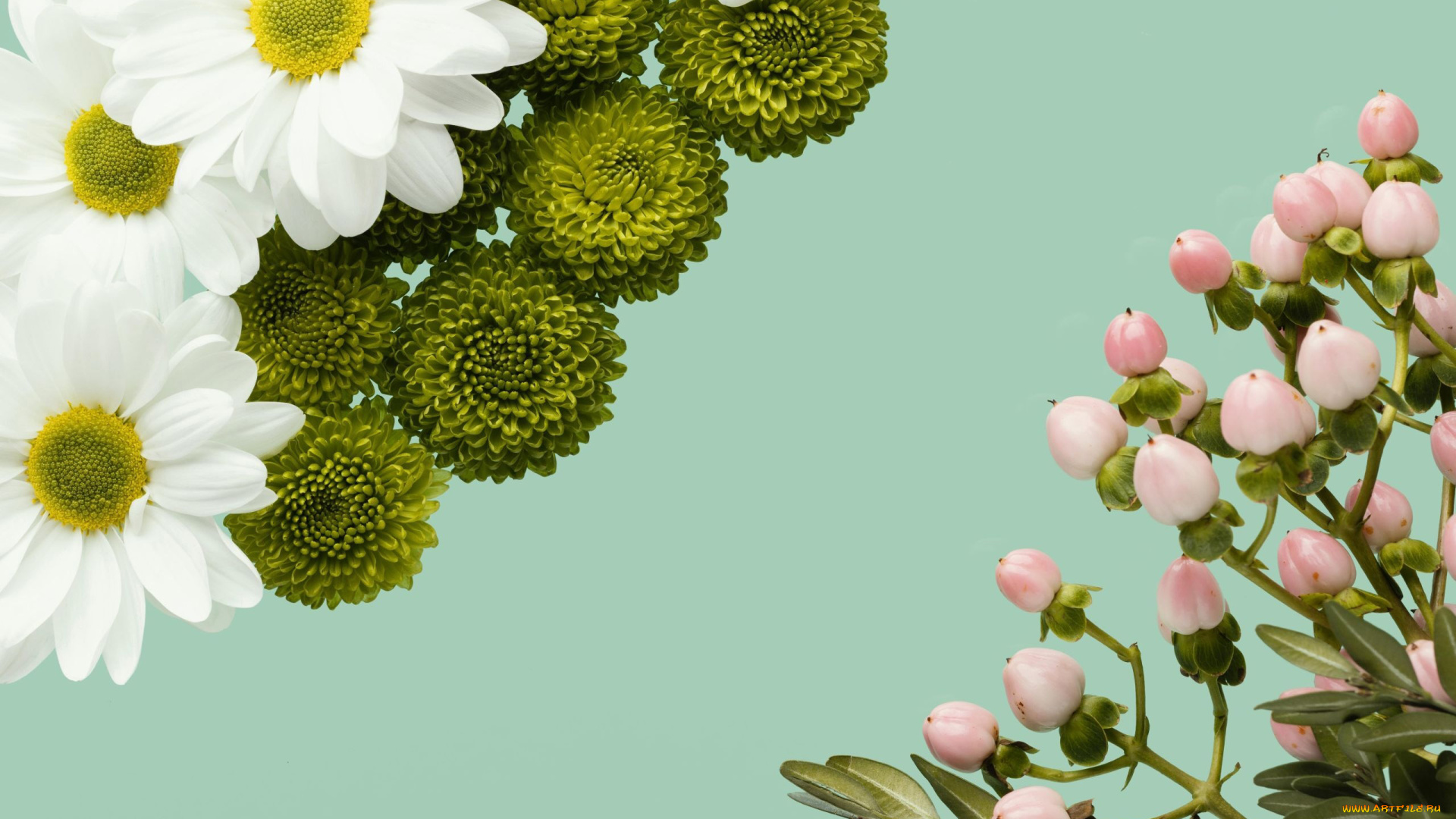 цветы, разные, вместе, хризантемы