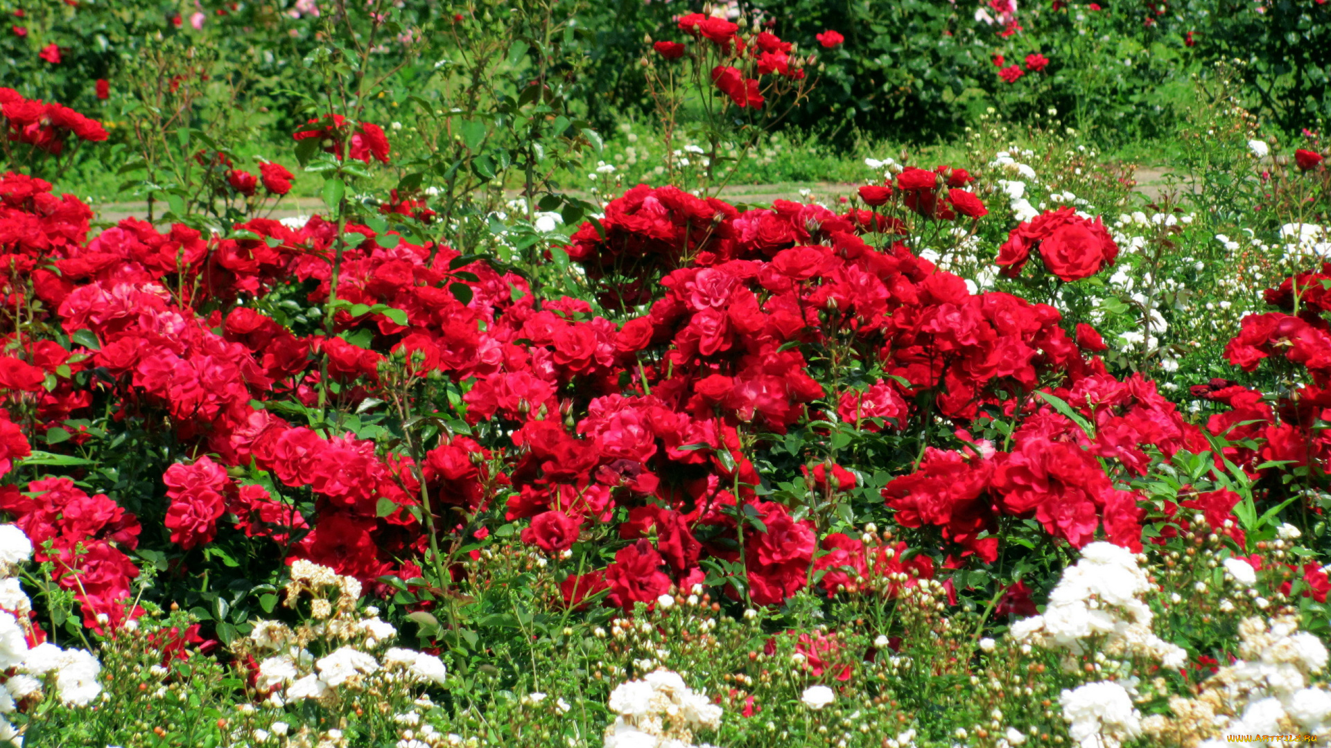 цветы, розы, розарий