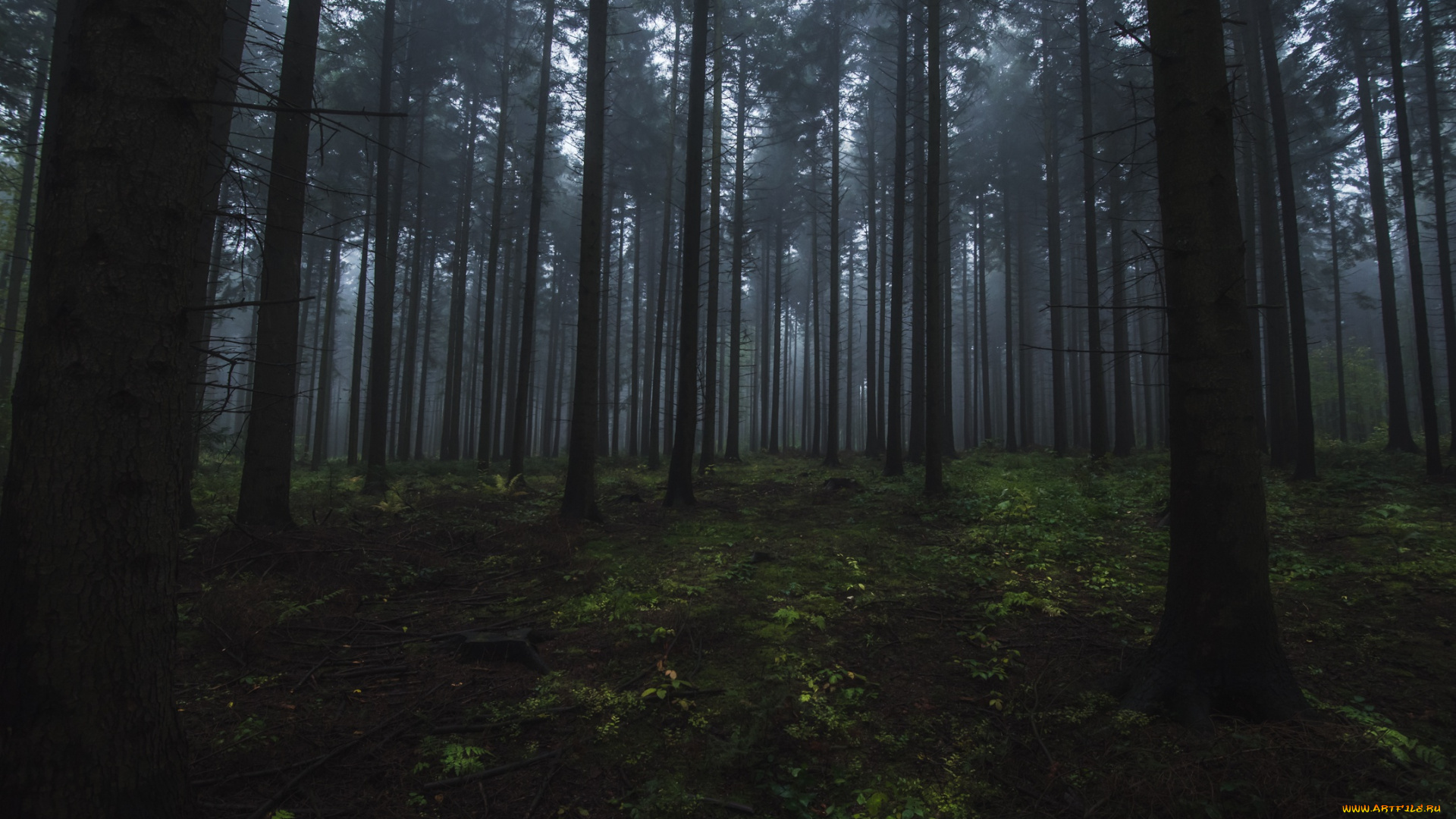 природа, лес, деревья, туман