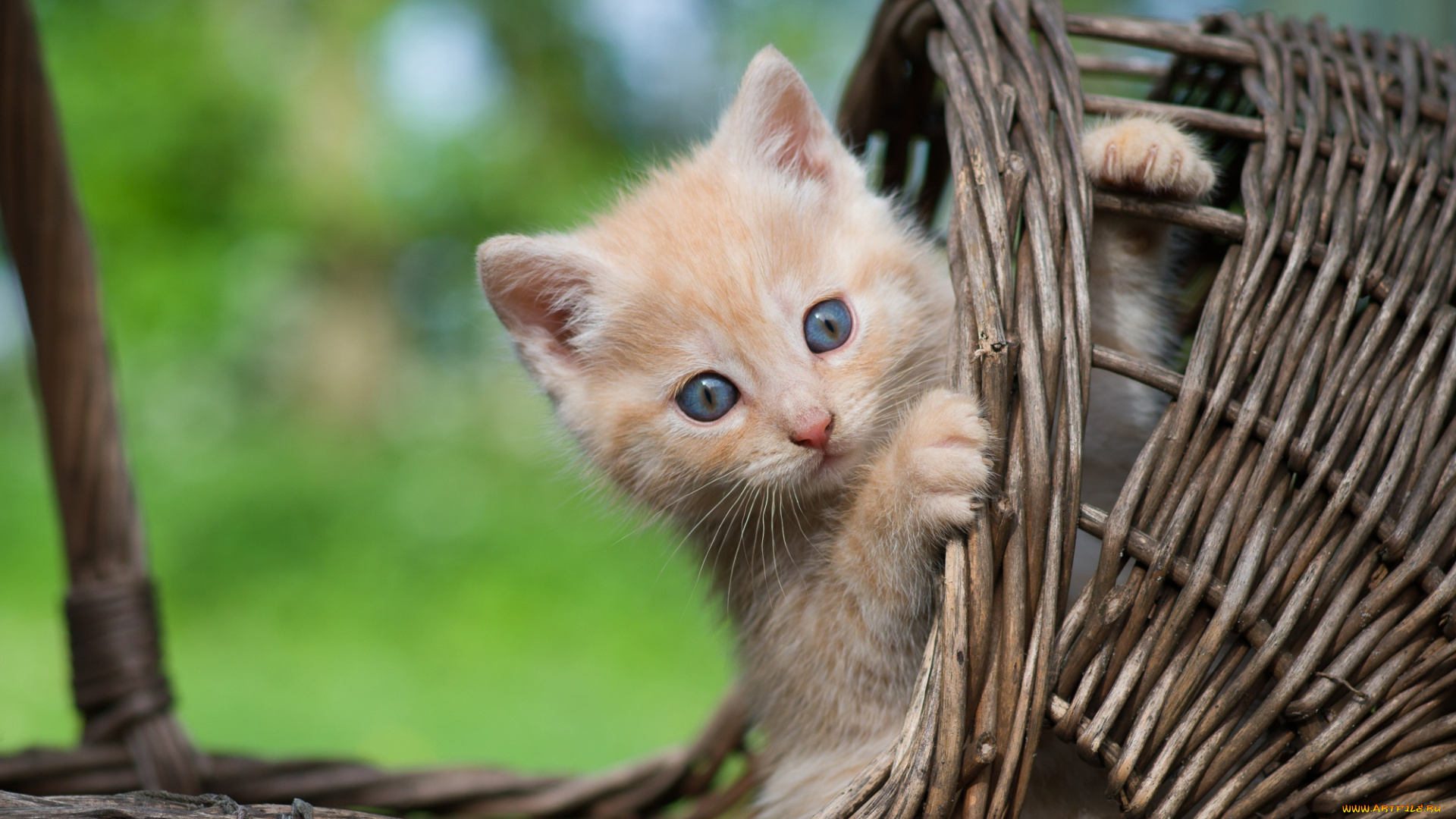 пушистик, животные, коты, котёнок, комочек, шерсти, няшное, существо, да, и, лучший, друг, человека, мур, мяу