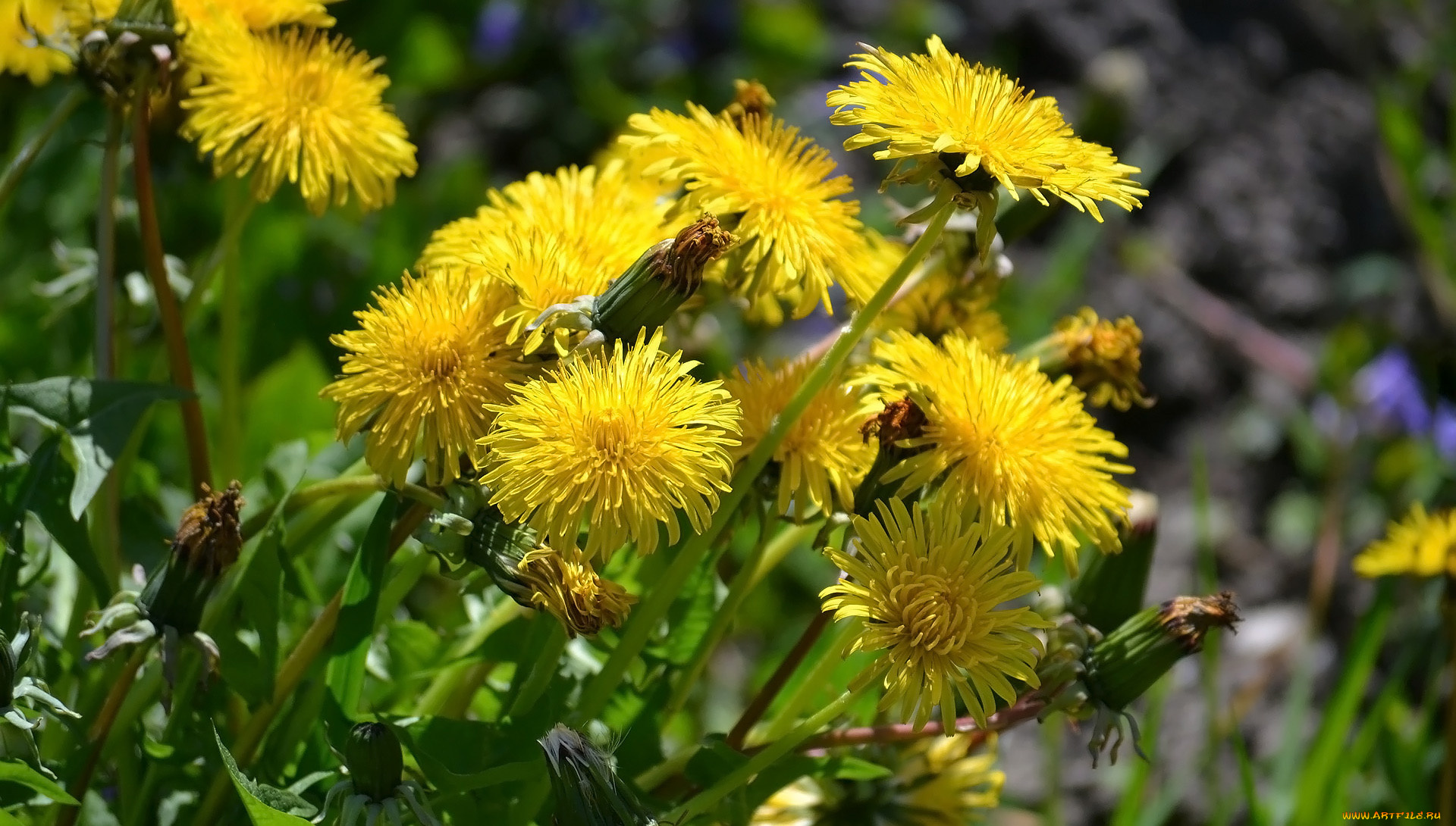 цветы, одуванчики, весна, желтые