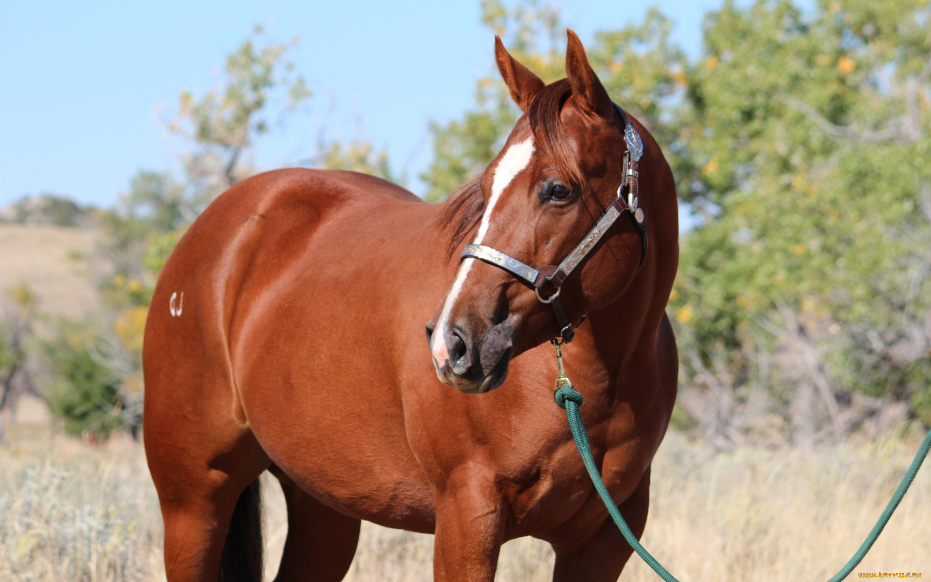 животные, лошади, лошадь, гнедая