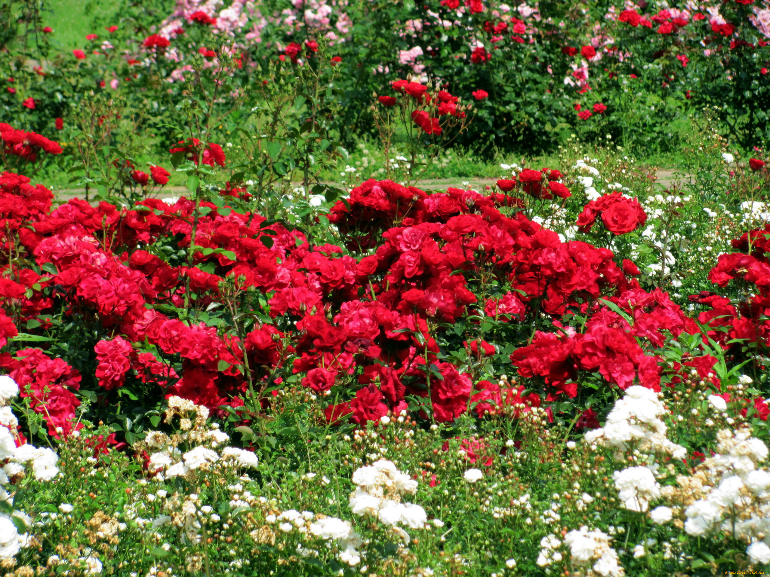 цветы, розы, розарий