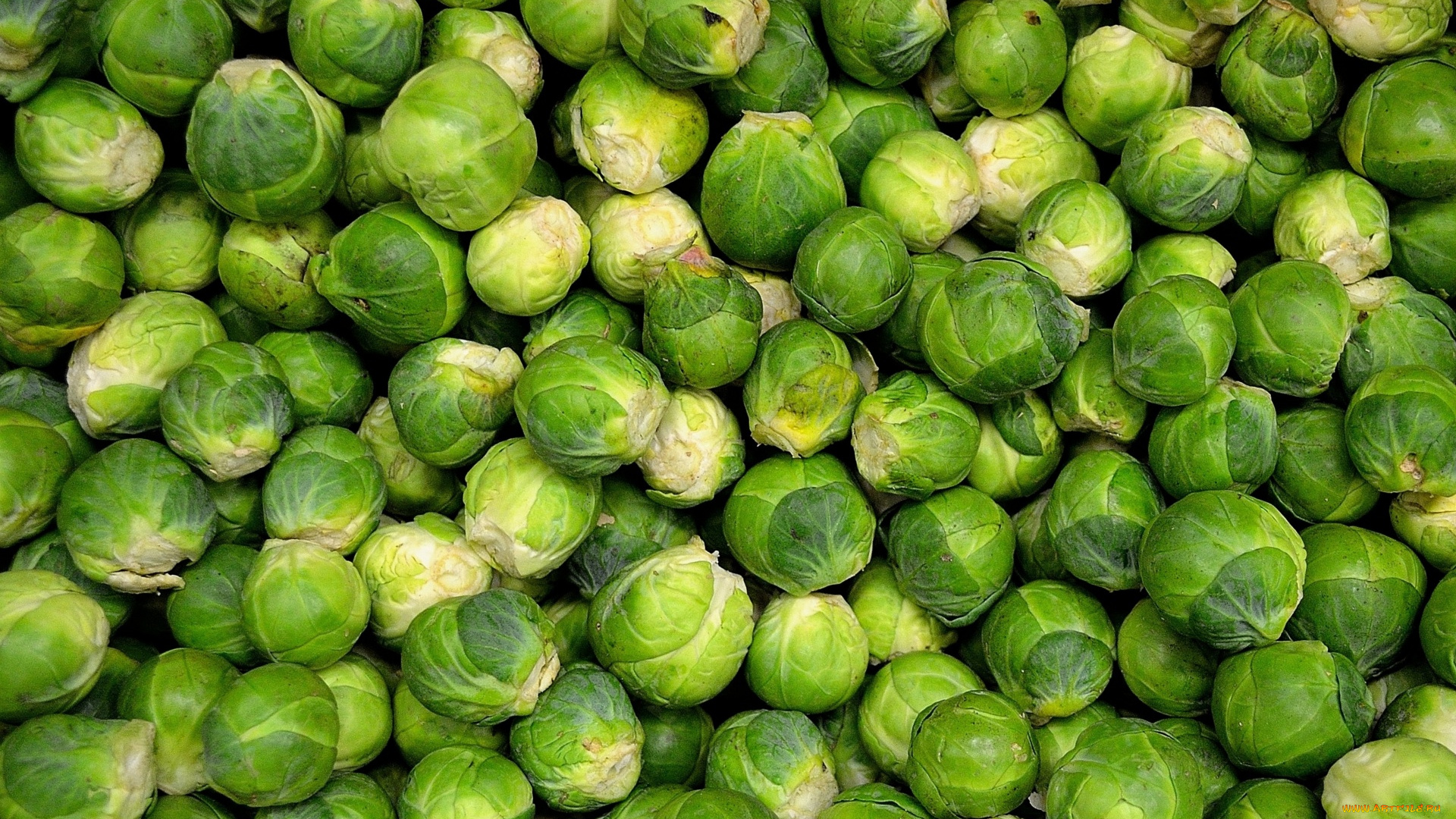 еда, капуста, и, её, разновидности, брюссельская, капуста