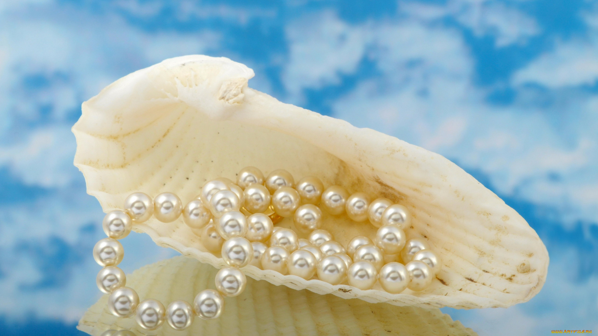 разное, украшения, , аксессуары, , веера, ракушка, отражение, бусы, жемчуг