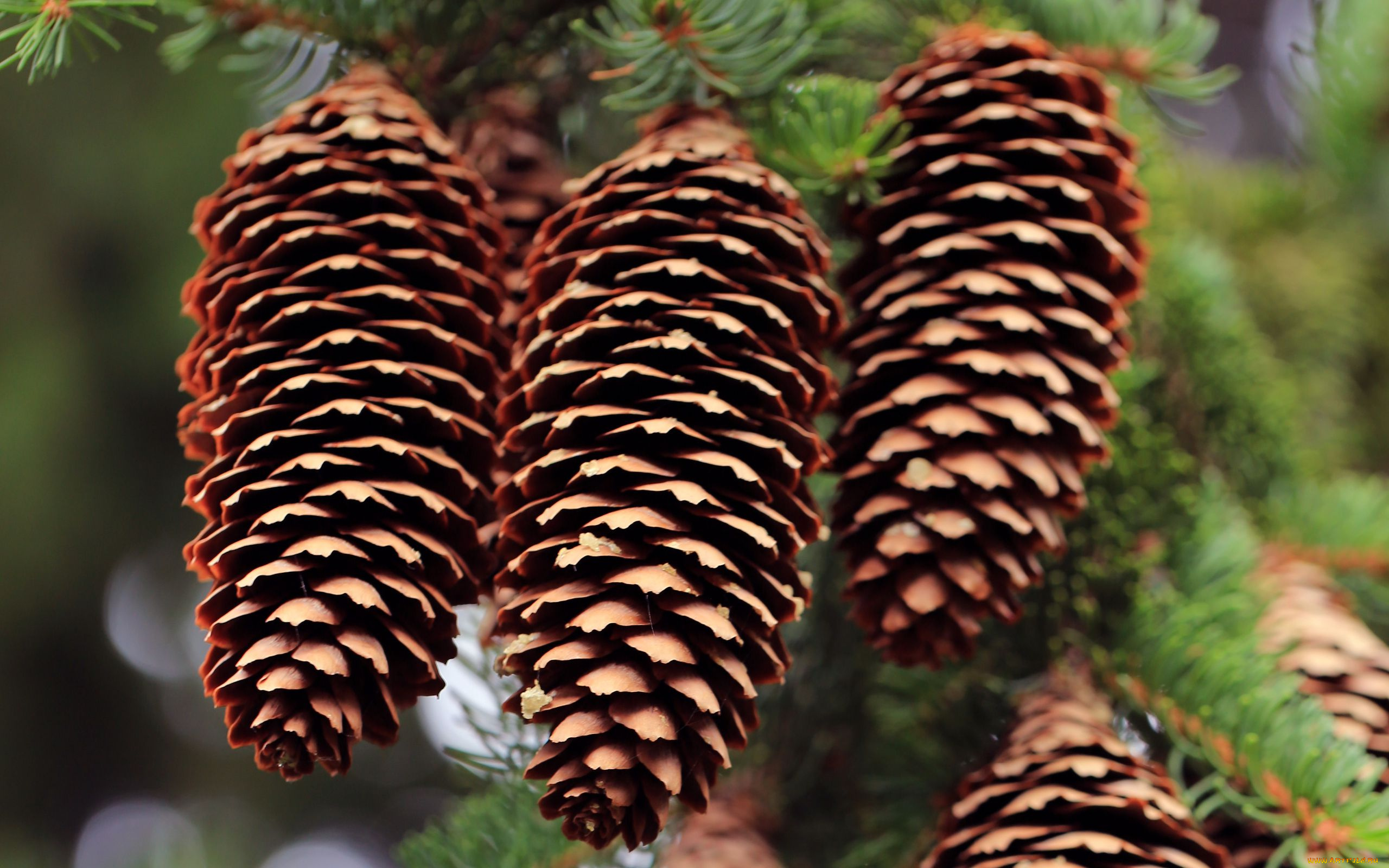 природа, шишки, , жёлуди, , каштаны