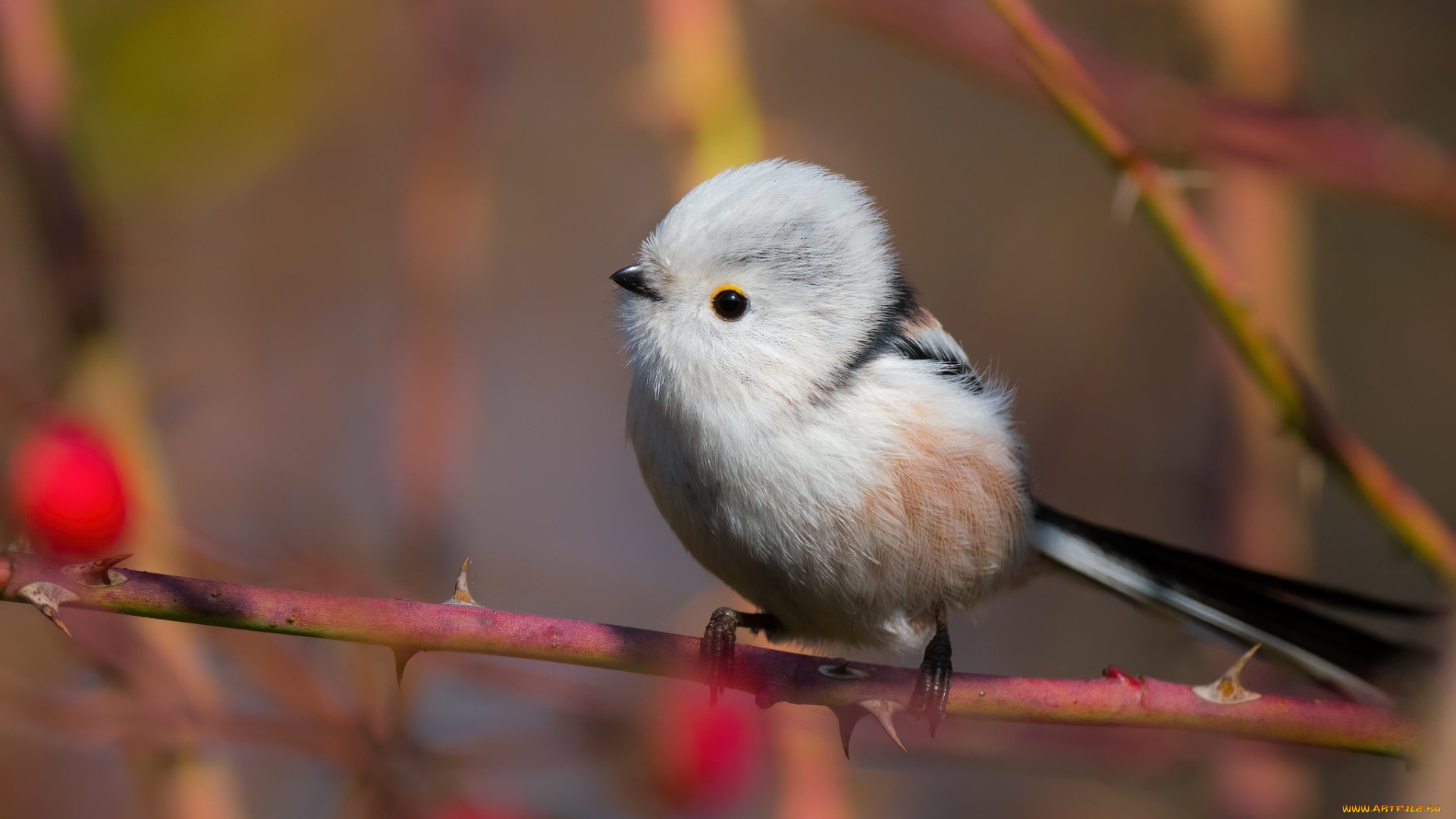 птичка, животные, синицы, , лазоревки, ветки, птица, боке, синица, длиннохвостая