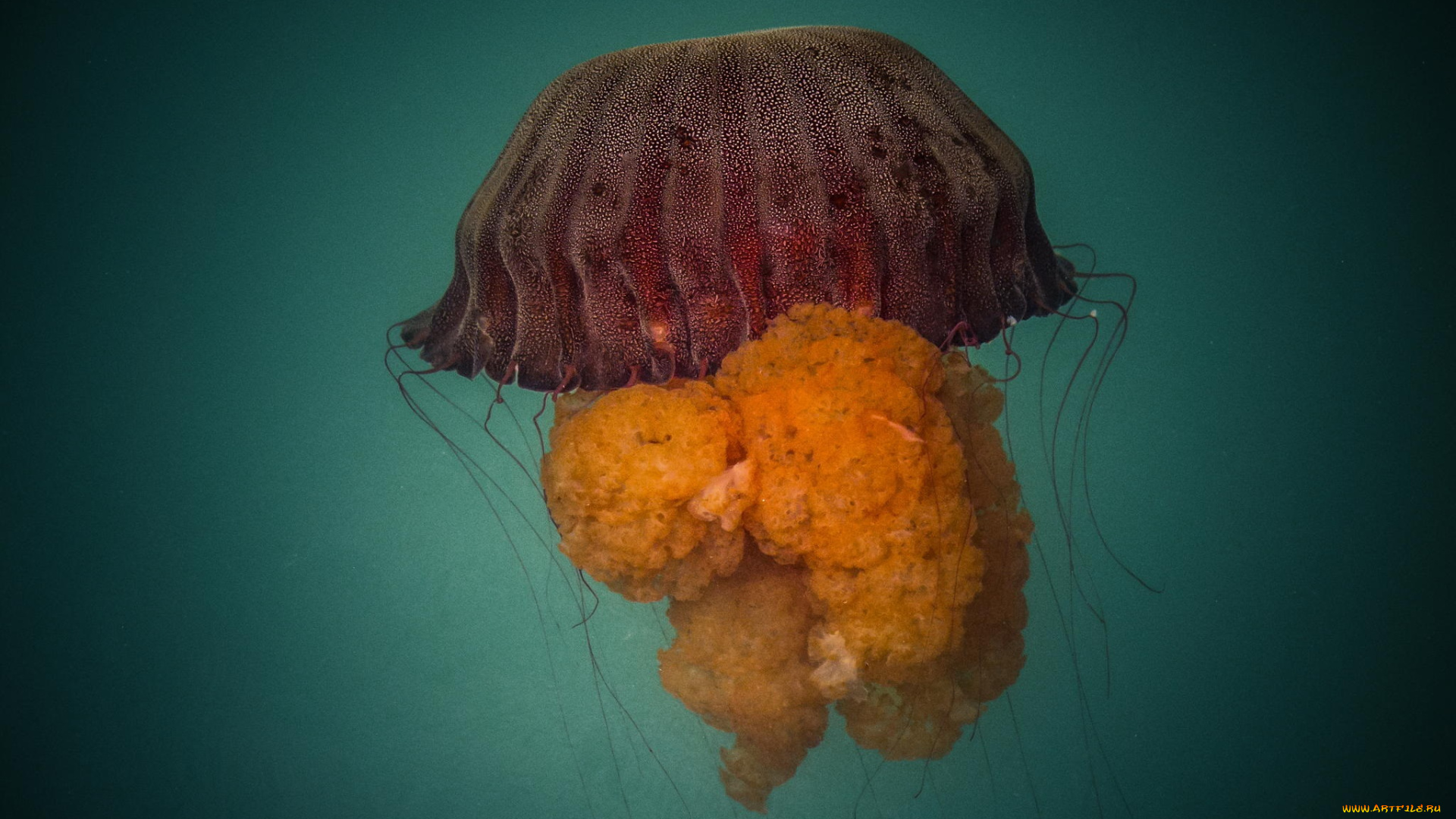 животные, медузы, медуза