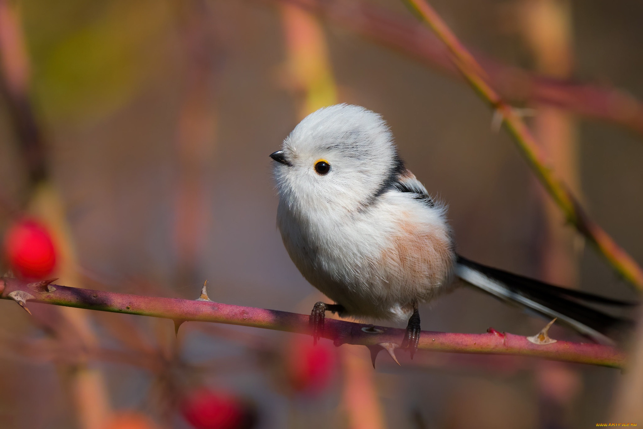птичка, животные, синицы, , лазоревки, ветки, птица, боке, синица, длиннохвостая
