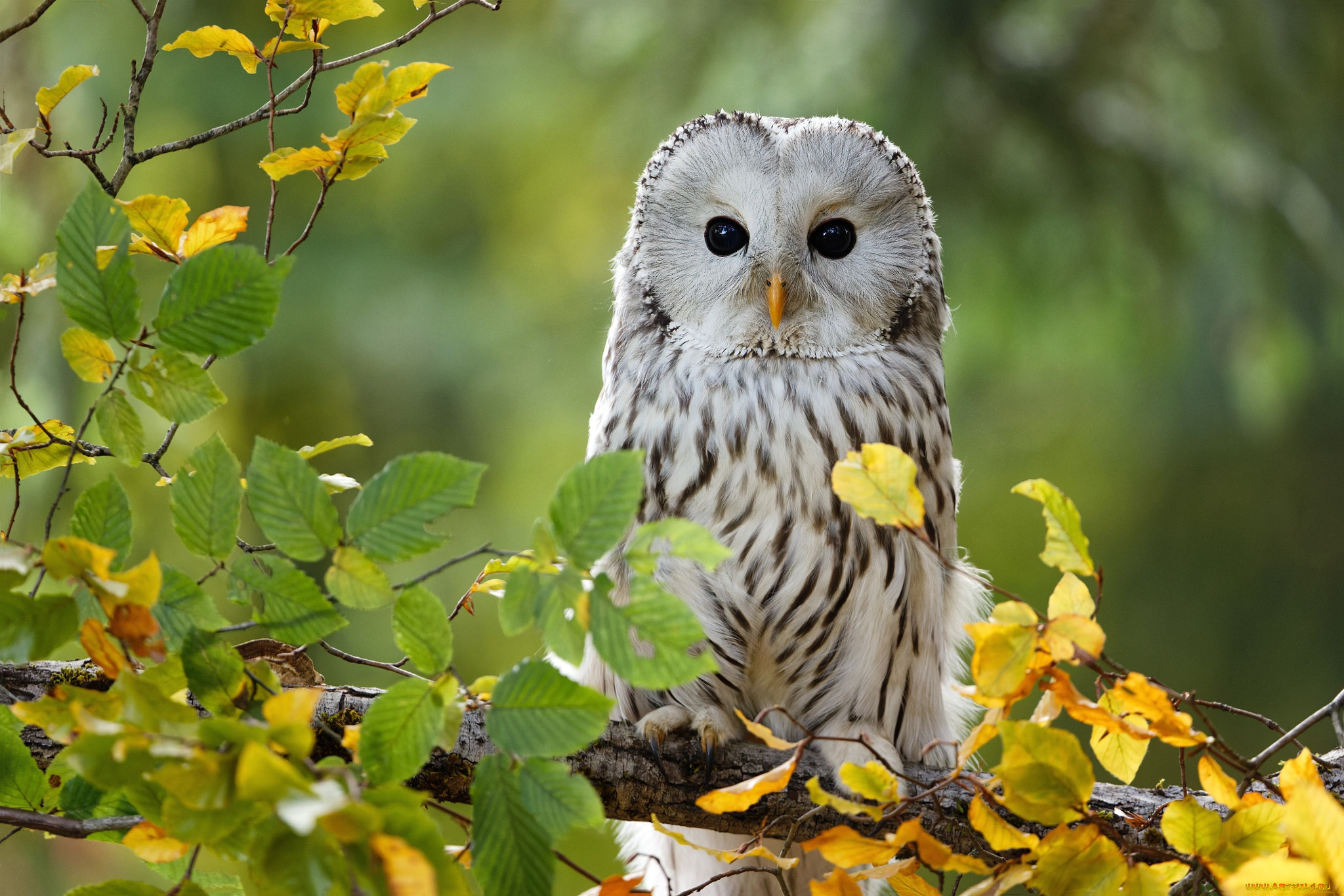 совушка, животные, совы, осень, взгляд, свет, ветки, дерево, сова, птица, листва, боке, неясыть, уральская