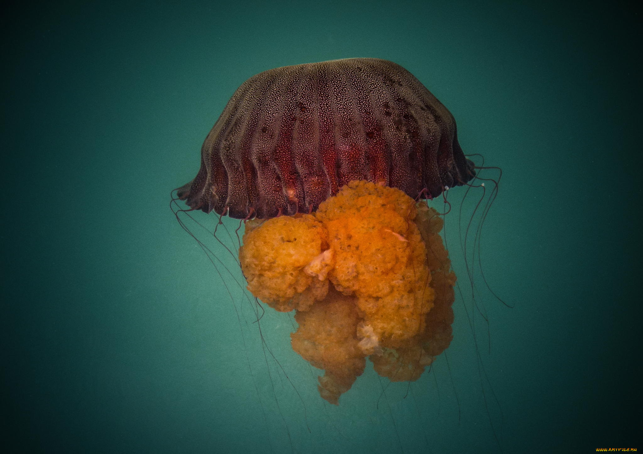 животные, медузы, медуза