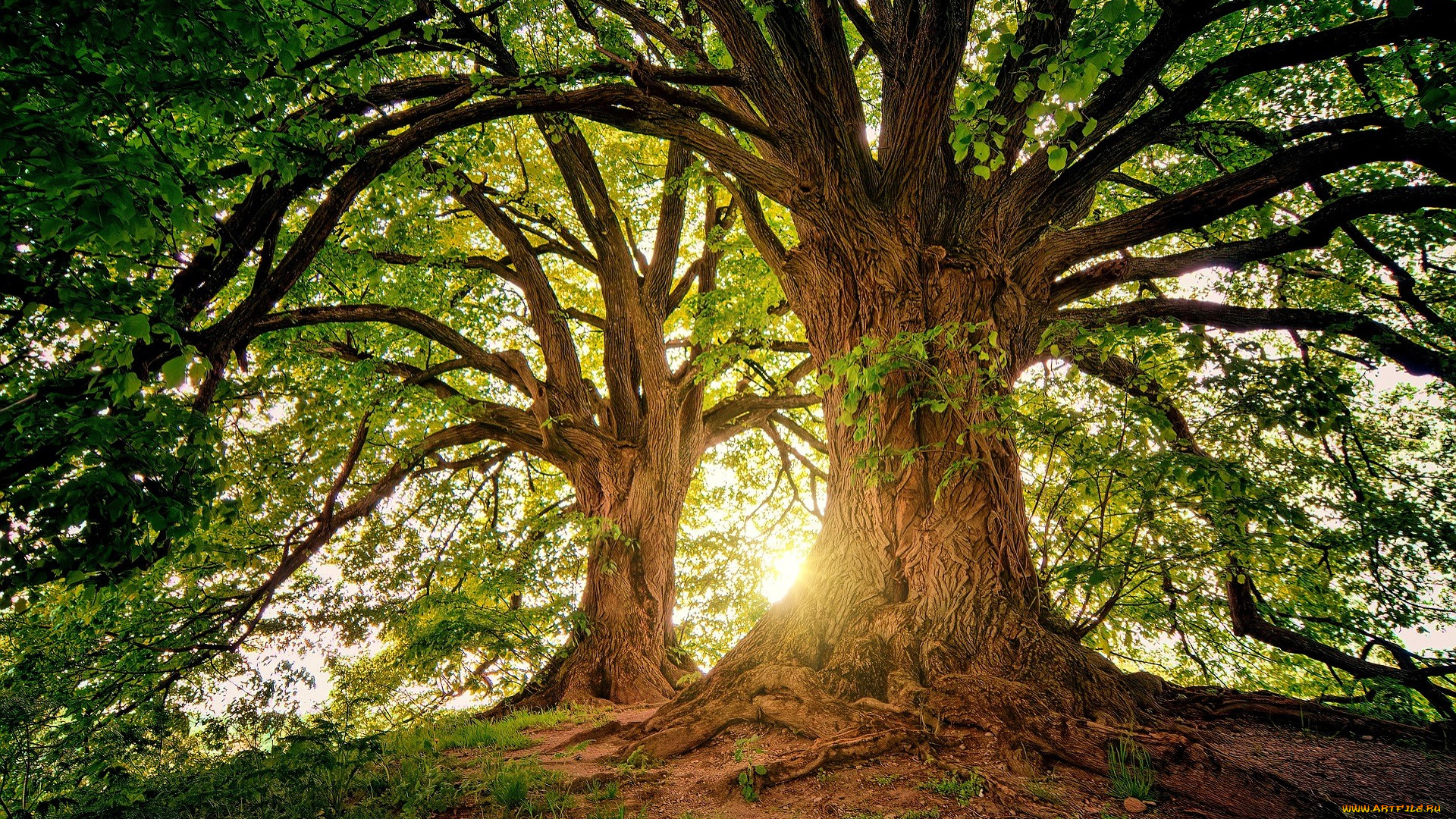 природа, деревья, трава