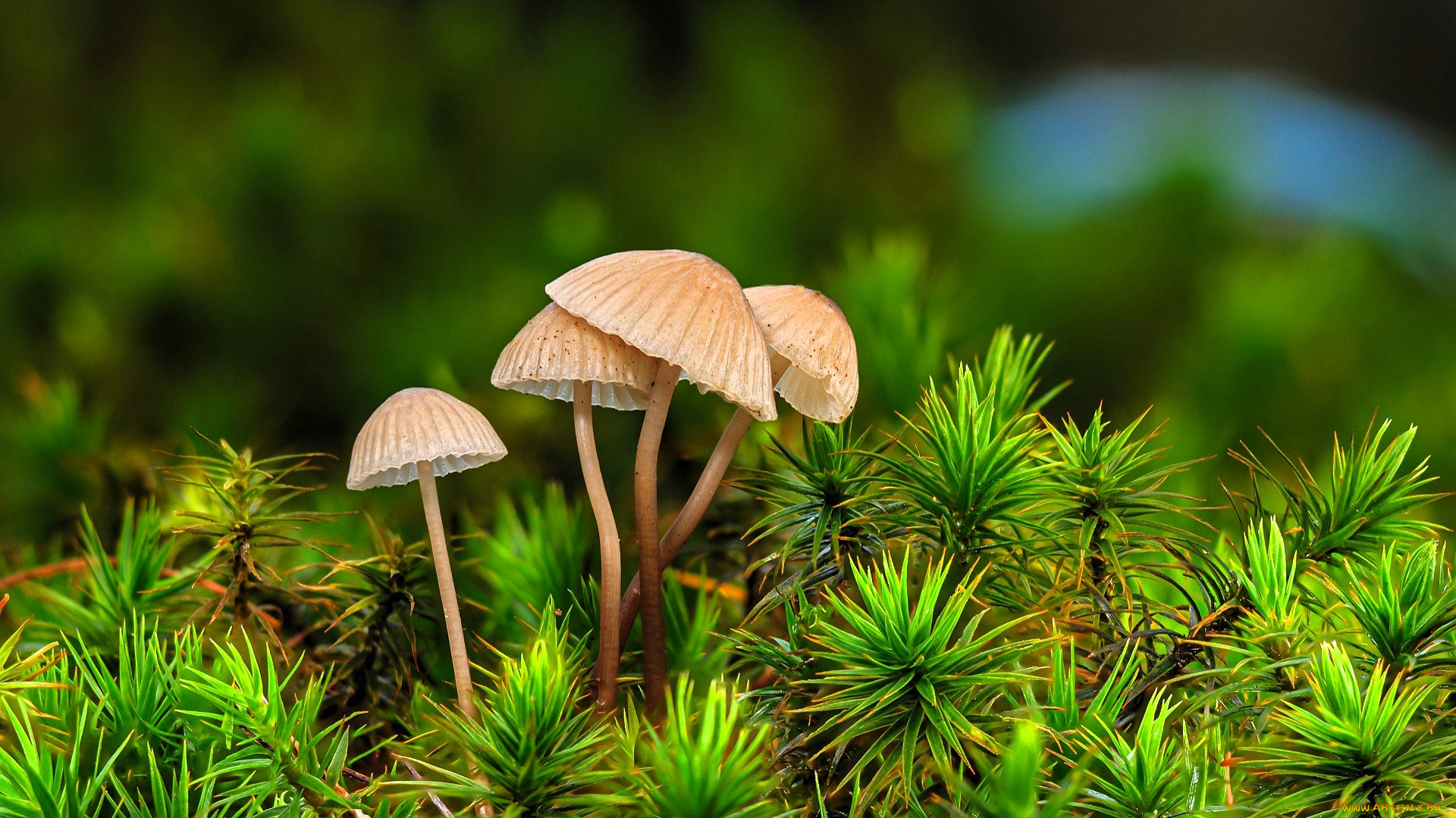 природа, грибы, поросль, растения