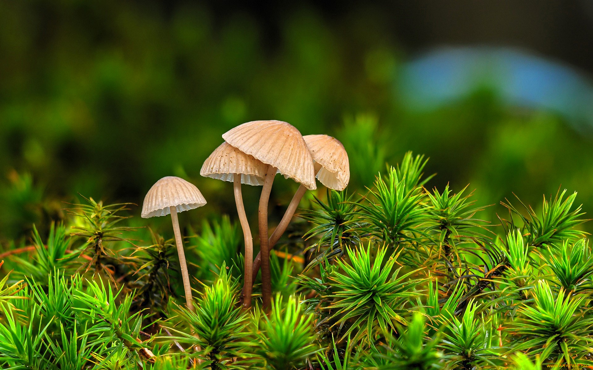 природа, грибы, поросль, растения