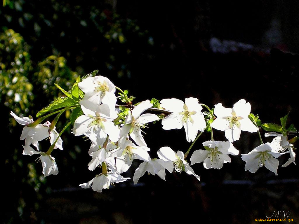 цветы, цветущие, деревья, кустарники