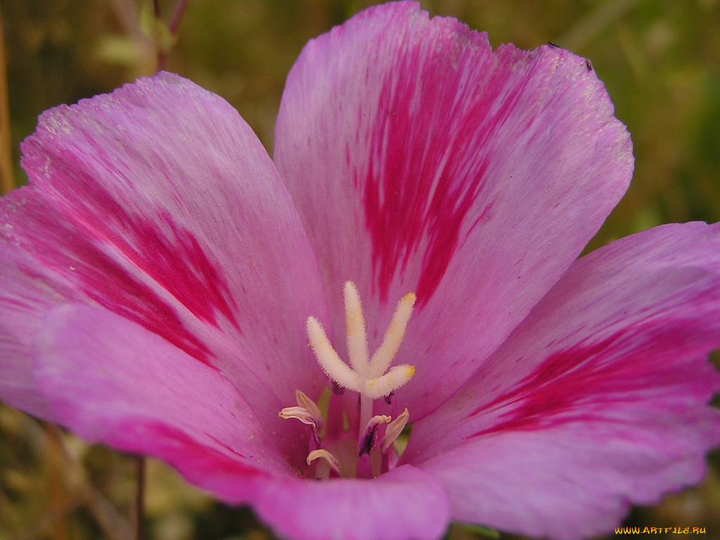 цветы, годеция