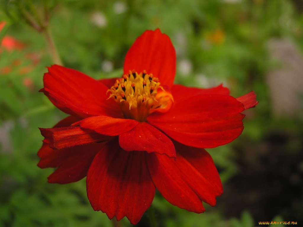 цветы, космея