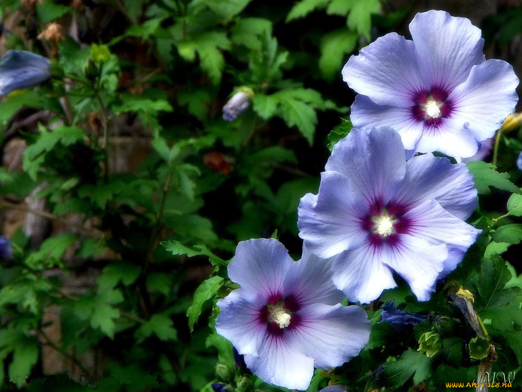 цветы, мальвы