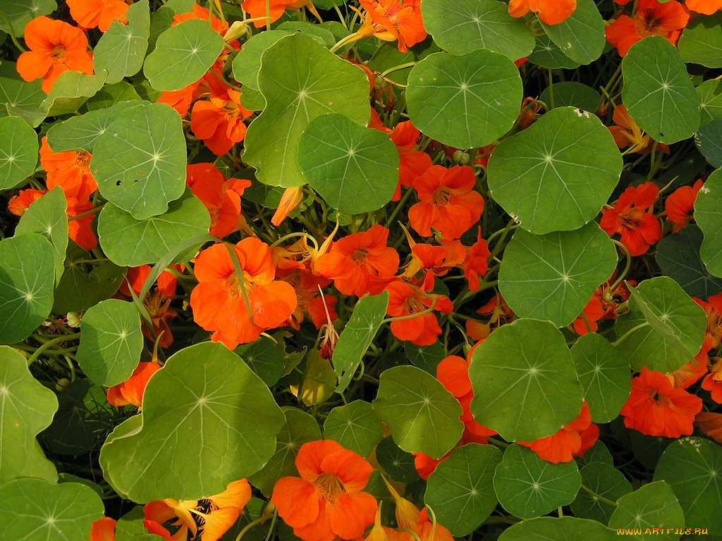 цветы, настурции