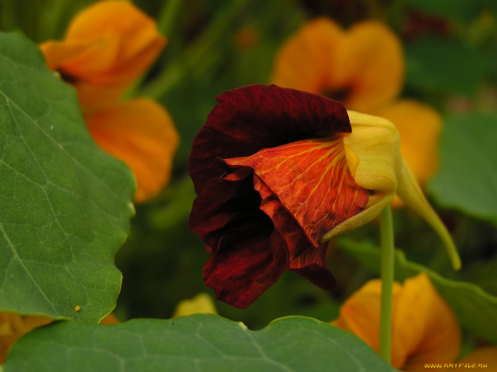 цветы, настурции