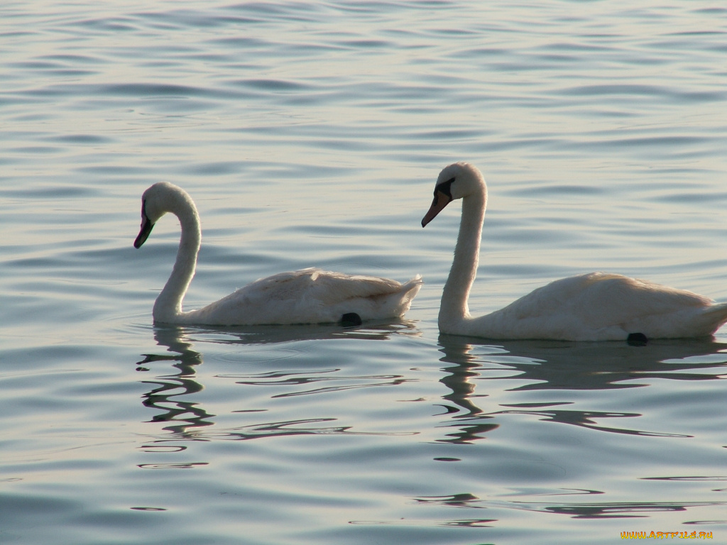 лебеди, животные
