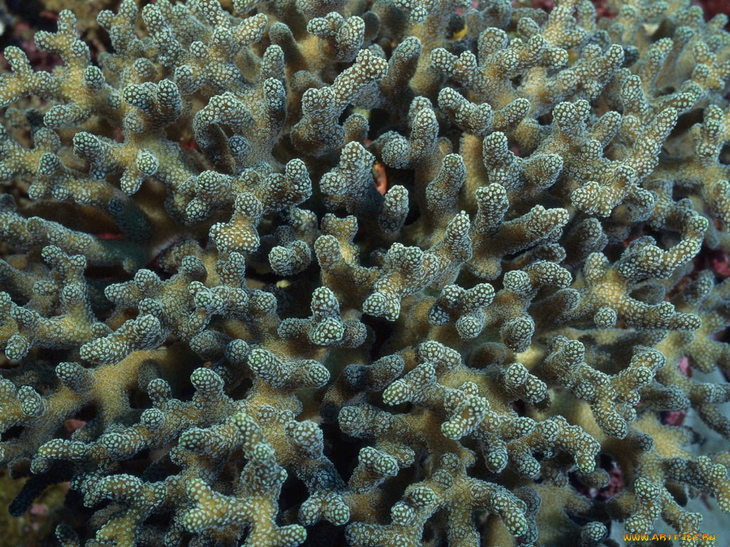 животные, морская, фауна