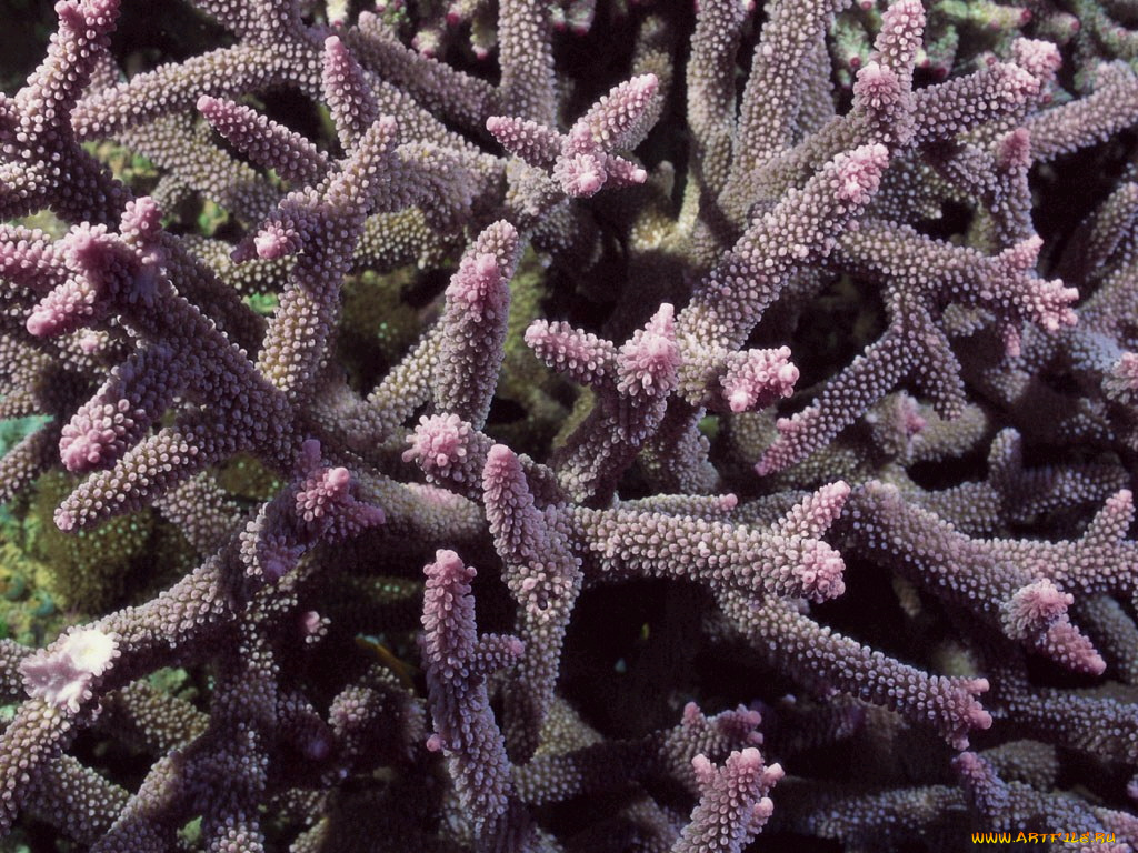 животные, морская, фауна