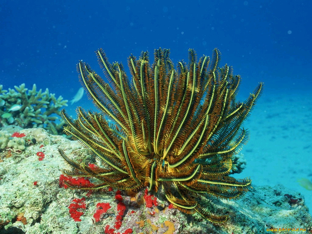 животные, морская, фауна