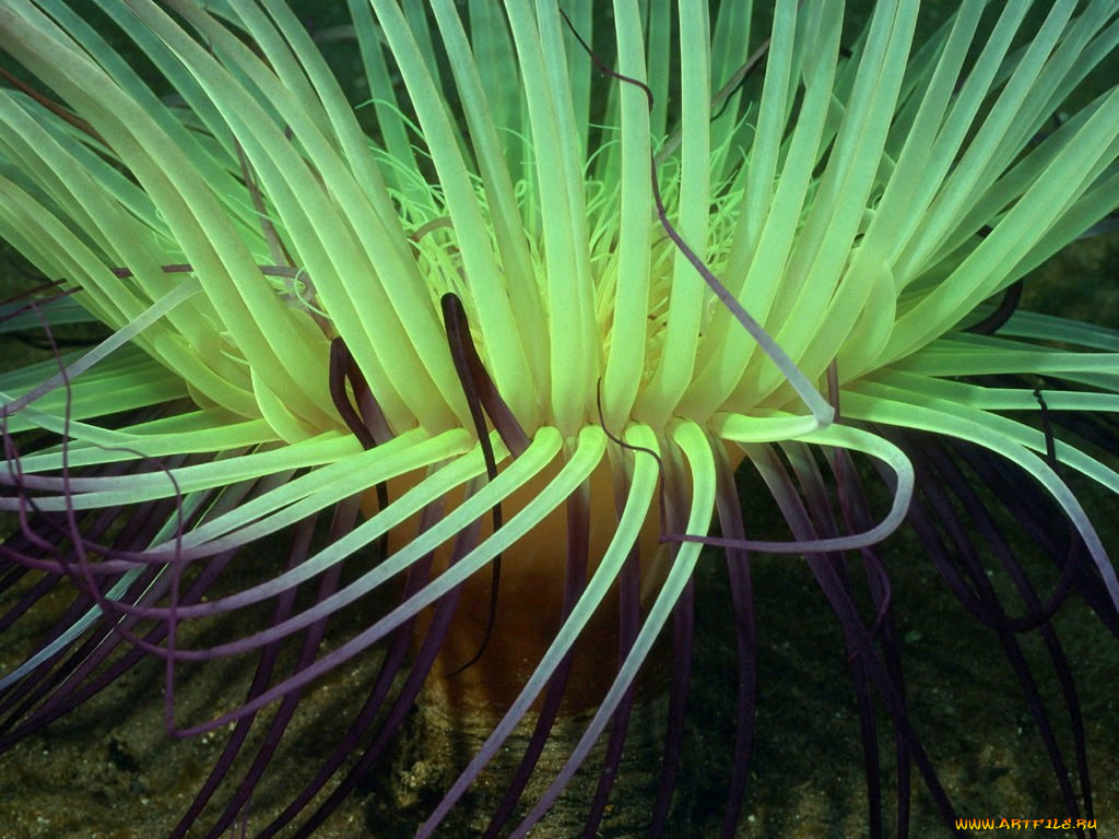 животные, морская, фауна