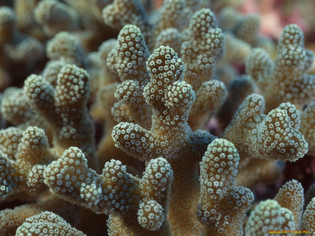 животные, морская, фауна