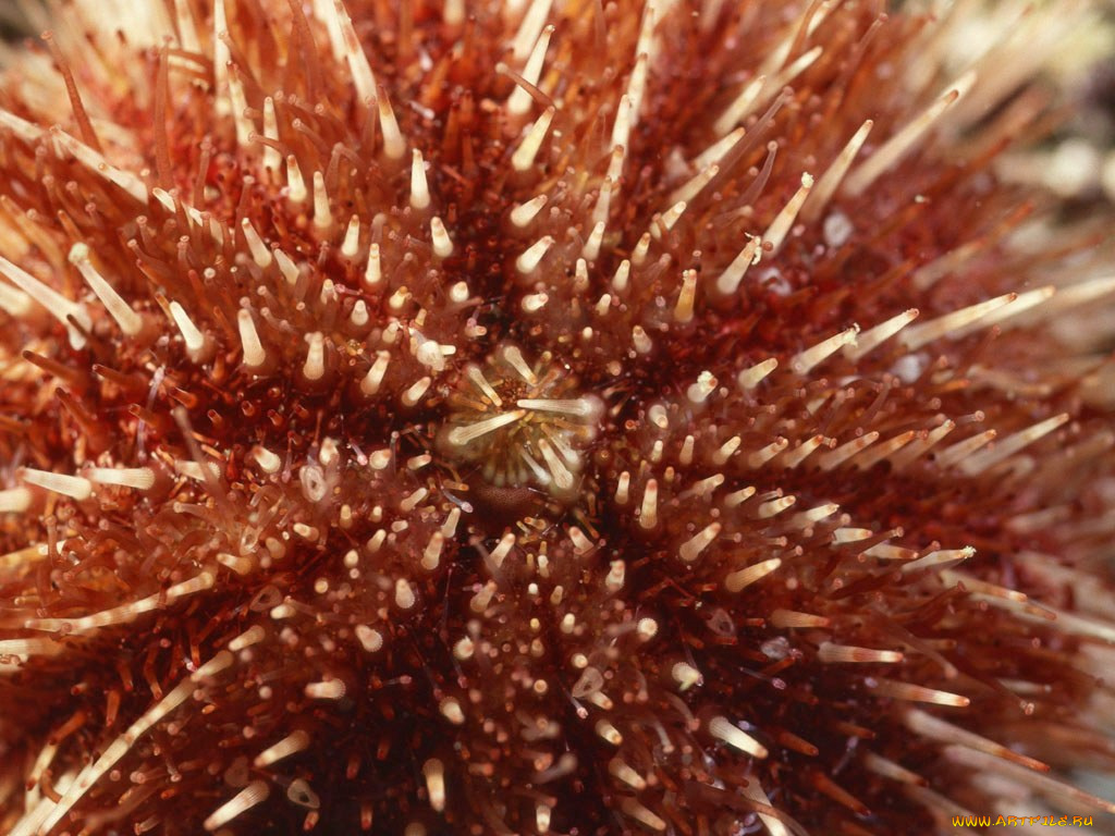 животные, морская, фауна